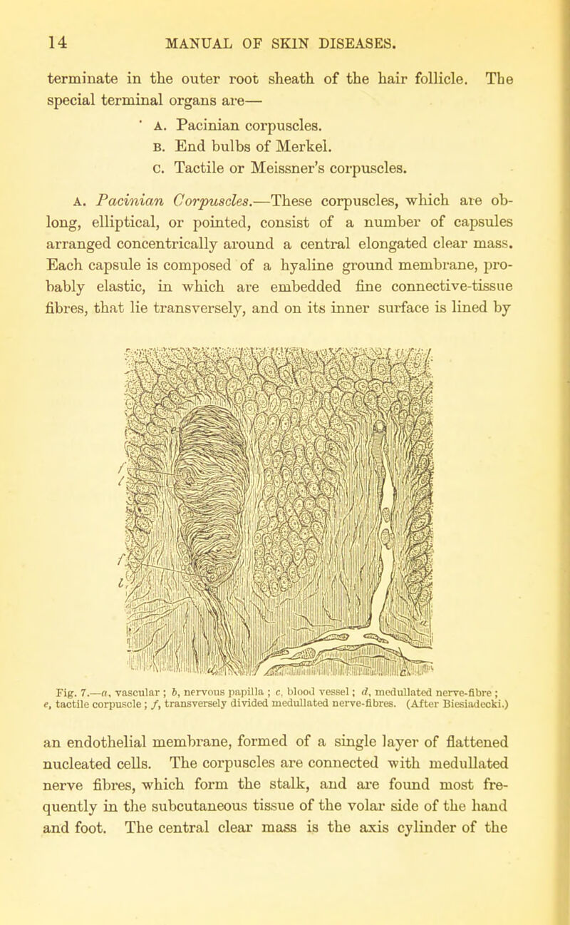 terminate in the outer root sheath of the hair follicle. The special terminal organs are— ' A. Pacinian corpuscles. B. End bulbs of Merkel. c. Tactile or Meissner's corpuscles. a. Pacinian Corpuscles.—These corpuscles, which are ob- long, elliptical, or pointed, consist of a number of capsules arranged concentrically around a central elongated clear mass. Each capsule is composed of a hyaline ground membrane, pro- bably elastic, in which are embedded fine connective-tissue fibres, that lie transversely, and on its inner surface is lined by •11 m w Fig. 7.—«, vascular ; 6, nervous papilla ; c, blood vessel; d, medullated nerve-fibre ; e, tactile corpuscle ; /, transversely divided medullated nerve-fibres. (After Biesiadecki.) an endothelial membrane, formed of a single layer of flattened nucleated cells. The corpuscles are connected with medullated nerve fibres, which form the stalk, and are found most fre- quently in the subcutaneous tissue of the volar side of the hand and foot. The central clear mass is the axis cylinder of the