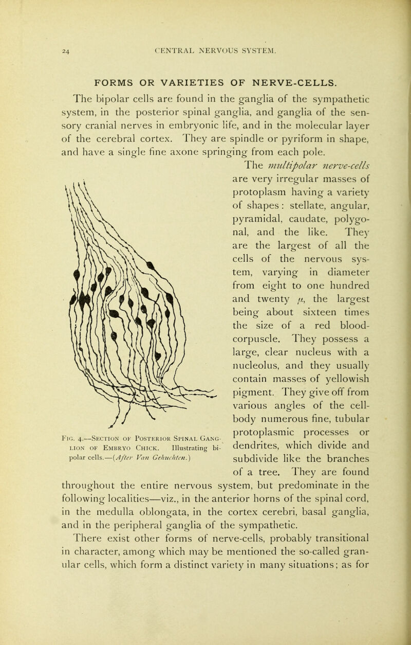 FORMS OR VARIETIES OF NERVE-CELLS. The bipolar cells are found in the ganglia of the sympathetic system, in the posterior spinal ganglia, and ganglia of the sen- sory cranial nerves in embryonic life, and in the molecular layer of the cerebral cortex. They are spindle or pyriform in shape, and have a single fine axone springing from each pole. The nmltipolai'- nerve-cells are very irregular masses of protoplasm having a variety of shapes : stellate, angular, pyramidal, caudate, polygo- nal, and the like. They are the largest of all the cells of the nervous sys- tem, varying in diameter from eight to one hundred and twenty ft, the largest being about sixteen times the size of a red blood- corpuscle. They possess a large, clear nucleus with a nucleolus, and they usually contain masses of yellowish pigment. They give off from various angles of the cell- body numerous fine, tubular protoplasmic processes or Fig. 4.—Section of Posterior Spinal Gang- ^ ^ ^ LION OF Embryo Chick. Illustrating bi- dendrites, which divide and ^^o\^x {After Van Gehuchten.) subdivide like the branches of a tree. They are found throughout the entire nervous system, but predominate in the following localities—viz., in the anterior horns of the spinal cord, in the medulla oblongata, in the cortex cerebri, basal ganglia, and in the peripheral ganglia of the sympathetic. There exist other forms of nerve-cells, probably transitional in character, among which may be mentioned the so-called gran- ular cells, which form a distinct variety in many situations; as for