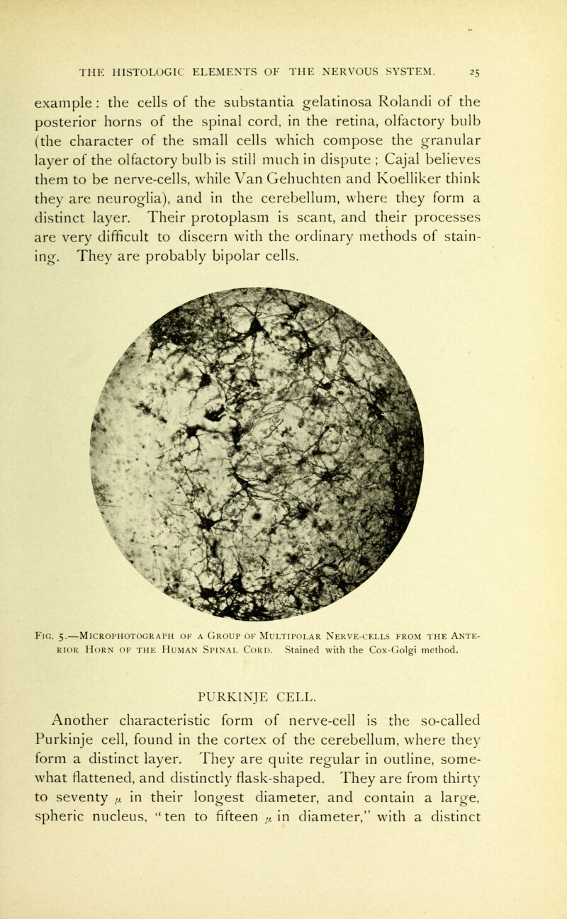 example : the cells of the substantia gelatinosa Rolandi of the posterior horns of the spinal cord, in the retina, olfactory bulb (the character of the small cells which compose the granular layer of the olfactory bulb is still much in dispute ; Cajal believes them to be nerve-cells, while Van Gehuchten and Koelliker think they are neuroglia), and in the cerebellum, where they form a distinct layer. Their protoplasm is scant, and their processes are very difficult to discern with the ordinary methods of stain- ing. They are probably bipolar cells. Fig. 5.—MiCROPHOTOGRAPH OF A Group of Multipolar Nerve-cells from the Ante- rior Horn of the Human Spinal Cord. Stained with the Cox-Golgi method. PURKINJE CELL. Another characteristic form of nerve-cell is the so-called Purkinje cell, found in the cortex of the cerebellum, where they form a distinct layer. They are quite regular in outline, some- what flattened, and distinctly flask-shaped. They are from thirty to seventy ,a in their longest diameter, and contain a large, spheric nucleus, ten to fifteen //in diameter, with a distinct