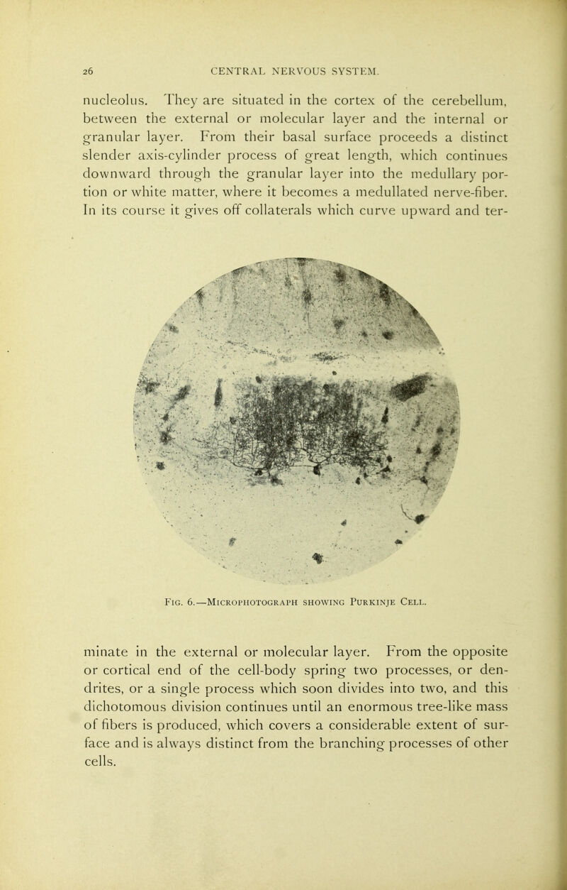 nucleolus. They are situated in the cortex of the cerebellum, between the external or molecular layer and the internal or granular layer. From their basal surface proceeds a distinct slender axis-cylinder process of great length, which continues downward through the granular layer into the medullary por- tion or white matter, where it becomes a medullated nerve-fiber. In its course it gives off collaterals which curve upward and ter- FlG. 6.—MiCROPHOTOGRAPH SHOWING PURKINJE CeLL. minate in the external or molecular layer. From the opposite or cortical end of the cell-body spring two processes, or den- drites, or a single process which soon divides into tw^o, and this dichotomous division continues until an enormous tree-like mass of fibers is produced, which covers a considerable extent of sur- face and is always distinct from the branching processes of other cells.