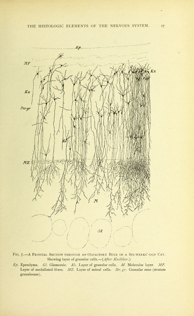 Fig. 7.—A Frontal Section through an Olfactory Bulb of a Six-weeks'-old Cat. Showing layer of granular cells.—[Afte?- Koelliker.) Ep. Ependyma. Gl. Glomerule. Kz. Layer of granular cells. M. Molecular layer. AIF. Layer of medullated fibers. JMZ. Layer of mitral cells. Str. gr. Granular zone (stratum granulosum).