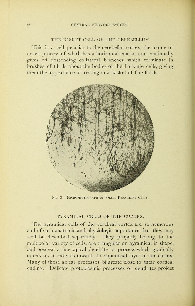 THE BASKET CELL OF THE CEREBELLUM. This is a cell peculiar to the cerebellar cortex, the axone or nerve process of which has a horizontal course, and continually gives off descending collateral branches which terminate in brushes of fibrils about the bodies of the Purkinje cells, giving them the appearance of resting in a basket of fine fibrils. Fig. 8.—Microphotograph of Small Pyramidal Cells. PYRAMIDAL CELLS OF THE CORTEX. The pyramidal cells of the cerebral cortex are so numerous and of such anatomic and physiologic importance that they may well be described separately. They properly belong to the multipolar variety of cells, are triangular or pyramidal in shape, and possess a fine apical dendrite or process which gradually tapers as it extends toward the superficial layer of the cortex. Many of these apical processes bifurcate close to their cortical ending. Delicate protoplasmic processes or dendrites project