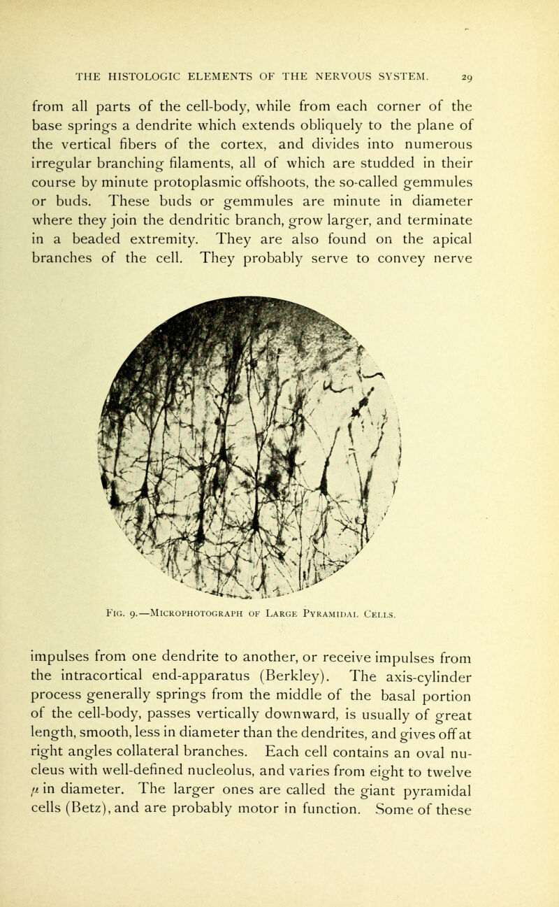 from all parts of the cell-body, while from each corner of the base springs a dendrite which extends obliquely to the plane of the vertical fibers of the cortex, and divides into numerous irregular branching filaments, all of which are studded in their course by minute protoplasmic offshoots, the so-called gemmules or buds. These buds or gemmules are minute in diameter where they join the dendritic branch, grow larger, and terminate in a beaded extremity. They are also found on the apical branches of the cell. They probably serve to convey nerve Fig. 9.—MiCROPHOTOGRAPH OF Large Pyramidal Cells. impulses from one dendrite to another, or receive impulses from the intracortical end-apparatus (Berkley). The axis-cylinder process generally springs from the middle of the basal portion of the cell-body, passes vertically downward, is usually of great length, smooth, less in diameter than the dendrites, and gives off at right angles collateral branches. Each cell contains an oval nu- cleus with well-defined nucleolus, and varies from eight to twelve fi in diameter. The larger ones are called the giant pyramidal cells (Betz),and are probably motor in function. Some of these