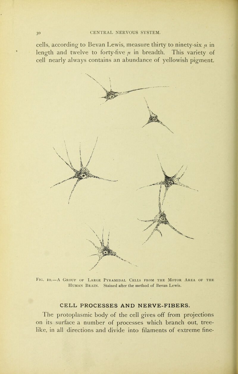 cells, according to Bevan Lewis, measure thirty to ninety-six ii in length and twelve to forty-five ii in breadth. This variety of cell nearly always contains an abundance of yellowish pigment. Fig. io.—a Group of Large Pyramidal Cells from the Motor Area of the Human Brain. Stained after the method of Bevan Lewis. CELL PROCESSES AND NERVE-FIBERS. The protoplasmic body of the cell gives off from projections on its surface a number of processes which branch out, tree- like, in all directions and divide into filaments of extreme fine-