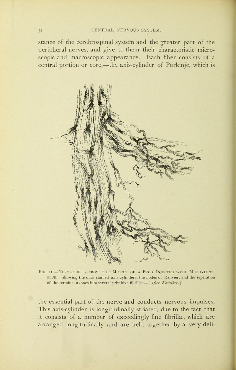 Stance of the cerebrospinal system and the greater part of the peripheral nerves, and give to them their characteristic micro- scopic and macroscopic appearance. Each fiber consists of a central portion or core,—the axis-cylinder of Piirkinje, which is Fig. II.—Nerve-fibers from the Muscle of a Frog Injected with Methylene- BLUE. Showing the dark stained axis-cylinders, the nodes of Ranvier, and the separation of the terminal axones into several primitive fibrillae.—{^After KoellikerS) the essential part of the nerve and conducts nervous impulses. This axis-cylinder is longitudinally striated, due to the fact that it consists of a number of exceedingly fine fibrillae, which are arranged longitudinally and are held together by a very deli-