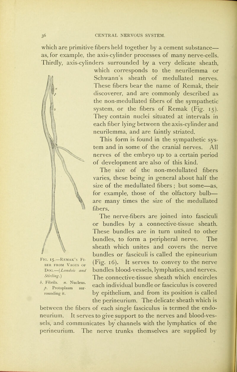 which are primitive fibers held together by a cement substance— as, for example, the axis-cylinder processes of many nerve-cells. Thirdly, axis-cylinders surrounded by a very delicate sheath, which corresponds to the neurilemma or Schwann's sheath of medullated nerves. These fibers bear the name of Remak, their discoverer, and are commonly described as the non-medullated fibers of the sympathetic system, or the fibers of Remak (Fig. 15). They contain nuclei situated at intervals in each fiber lying between the axis-cylinder and neurilemma, and are faintly striated. This form is found in the sympathetic sys- tem and in some of the cranial nerves. All nerves of the embryo up to a certain period of development are also of this kind. The size of the non-medullated fibers varies, these being in general about half the size of the medullated fibers ; but some—as, for example, those of the olfactory bulb— are many times the size of the medullated fibers. The nerve-fibers are joined into fasciculi or bundles by a connective-tissue sheath. These bundles are in turn united to other bundles, to form a peripheral nerve. The sheath which unites and covers the nerve bundles or fasciculi is called the epineurium (Fig. 16). It serves to convey to the nerve bundles blood-vessels, lymphatics, and nerves. The connective-tissue sheath which encircles each individual bundle or fasciculus is covered by epithelium, and from its position is called the perineurium. The delicate sheath which is between the fibers of each single fasciculus is termed the endo- neurium. It serves to give support to the nerves and blood-ves- sels, and communicates by channels with the lymphatics of the perineurium. The nerve trunks themselves are supplied by \ Fig. 15.—Remak's Fi- ber FROM Vagus of Dog.—{^Landois and Stirling.) I). Fibrils, n. Nucleus. Protoplasm sur- rounding it.