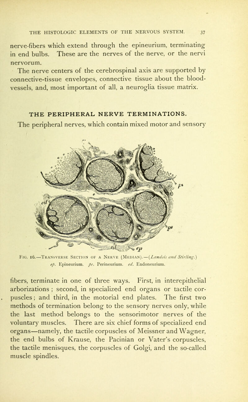 nerve-fibers which extend through the epineurium, terminating in end bulbs. These are the nerves of the nerve, or the nervi nervorum. The nerve centers of the cerebrospinal axis are supported by connective-tissue envelopes, connective tissue about the blood- vessels, and, most important of all, a neuroglia tissue matrix. THE PERIPHERAL NERVE TERMINATIONS. The peripheral nerves, which contain mixed motor and sensory Fig. i6.—Transverse Section of a Nerve (Median).—[Landois and Stirling.) ep. Epineurium. pe. Perineurium, ed. Endoneurium. fibers, terminate in one of three ways. First, in interepithelial arborizations ; second, in specialized end organs or tactile cor- puscles ; and third, in the motorial end plates. The first two methods of termination belong to the sensory nerves only, while the last method belongs to the sensorimotor nerves of the voluntary muscles. There are six chief forms of specialized end organs—namely, the tactile corpuscles of Meissner and Wagner, the end bulbs of Krause, the Pacinian or Vater's corpuscles, the tactile menisques, the corpuscles of Golgi, and the so-called muscle spindles.