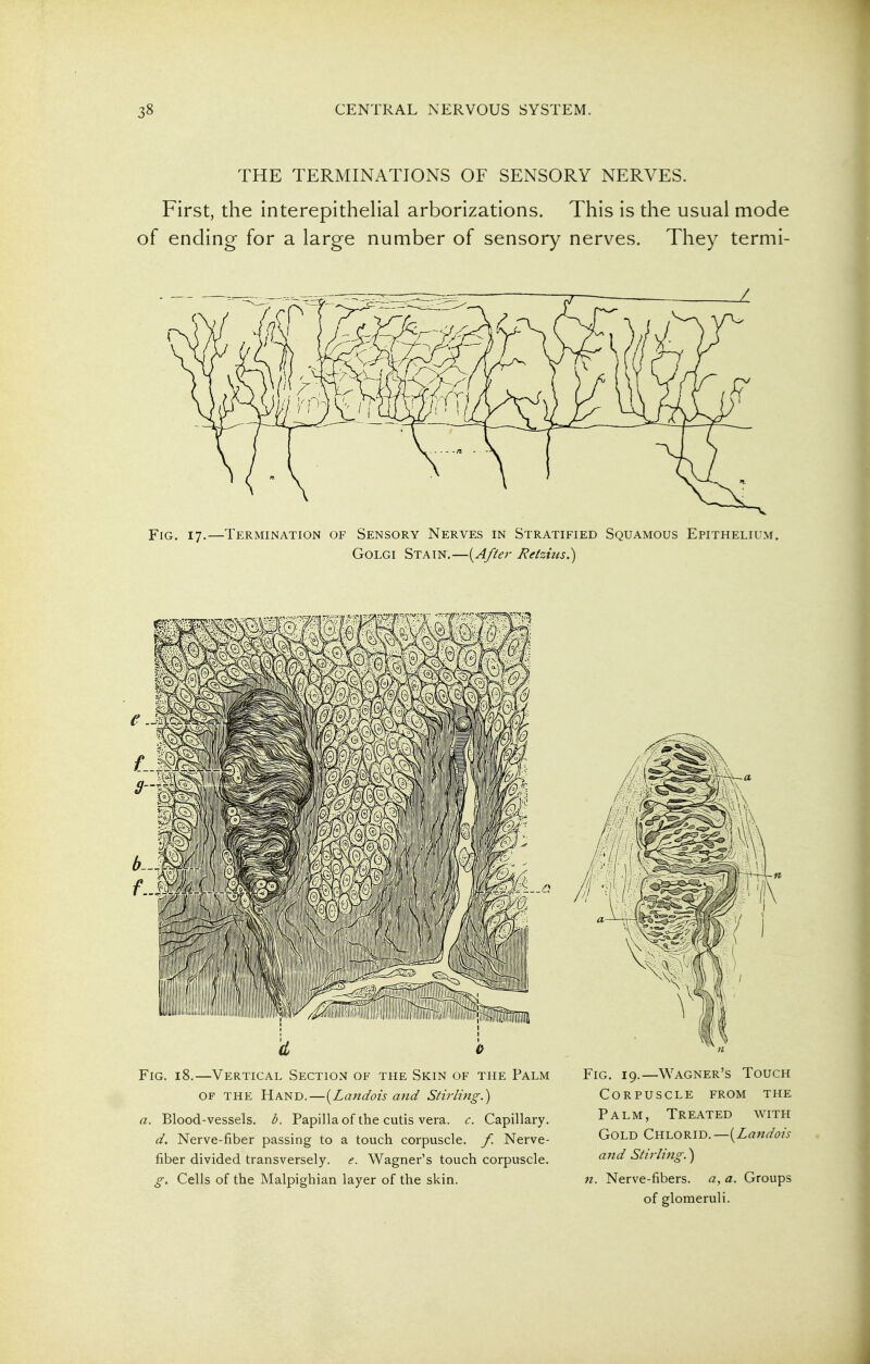 THE TERMINATIONS OF SENSORY NERVES. First, the interepithelial arborizations. This is the usual mode of ending for a large number of sensory nerves. They termi- FiG. 17.—Termination of Sensory Nerves in Stratified Squamous Epithelium. GoLGi Stain.—[Afiei- jRe(zius.) d 0 Fig. 18.—Vertical Section of the Skin of the Palm OF the Hand.—{Landois and Stirling.) a. Blood-vessels, b. Papilla of the cutis vera. c. Capillary. d. Nerve-fiber passing to a touch corpuscle, f. Nerve- fiber divided transversely, e. Wagner's touch corpuscle. g. Cells of the Malpighian layer of the skin. Fig. 19.—Wagner's Touch Corpuscle from the Palm, Treated with Gold Chlorid.—(^Landois and Stirling.) n. Nerve-fibers, a, a. Groups of glomeruli.