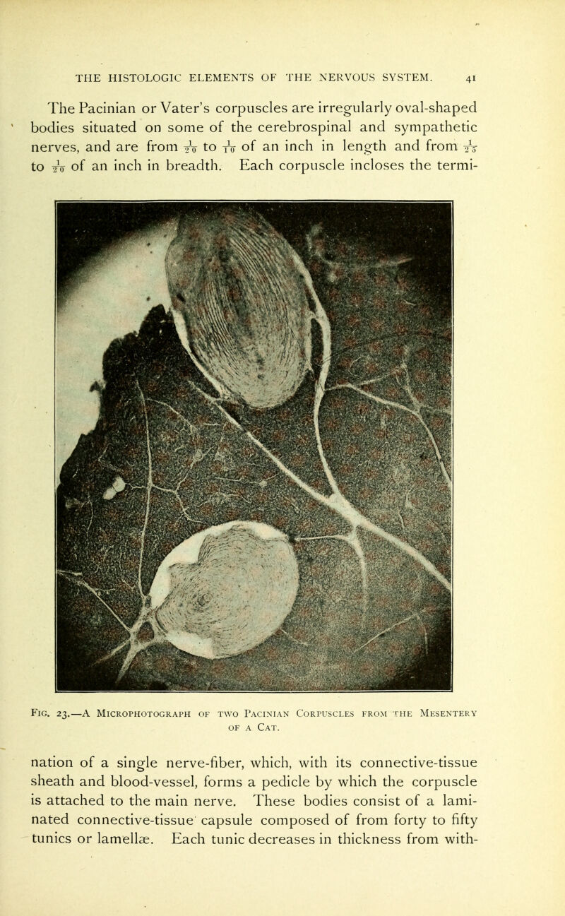 The Pacinian or Vater's corpuscles are irregularly oval-shaped bodies situated on some of the cerebrospinal and sympathetic nerves, and are from oV to to of an inch in length and from 2V to TO of an inch in breadth. Each corpuscle incloses the termi- FlG. 23.—A MiCROPHOTOGRAPH OF TWO PACINIAN CORPUSCLES FROM THE MESENTERY OF A Cat. nation of a single nerve-fiber, which, with its connective-tissue sheath and blood-vessel, forms a pedicle by which the corpuscle is attached to the main nerve. These bodies consist of a lami- nated connective-tissue capsule composed of from forty to fifty tunics or lamellae. Each tunic decreases in thickness from with-