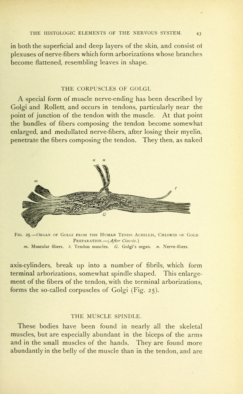 in both the superficial and deep layers of the skin, and consist of plexuses of nerve-fibers which form arborizations whose branches become flattened, resembling leaves in shape. THE CORPUSCLES OF GOLGI. A special form of muscle nerve-ending has been described by Golgi and Rollett, and occurs in tendons, particularly near the point of junction of the tendon with the muscle. At that point the bundles of fibers composing the tendon become somewhat enlarged, and medullated nerve-fibers, after losing their myelin, penetrate the fibers composing the tendon. They then, as naked ;/ n Fig. 25.—Organ of Golgi from the Human Tendo Achillis, Chlorid of Gold Preparation.—{After Ciaccio.) ni. Muscular fibers, t. Tendon muscles. G. Golgi's organ, ti. Nerve-fibers. axis-cylinders, break up into a number of fibrils, which form terminal arborizations, somewhat spindle shaped. This enlarge- ment of the fibers of the tendon, with the terminal arborizations, forms the so-called corpuscles of Golgi (Fig. 25). THE MUSCLE SPINDLE. These bodies have been found in nearly all the skeletal muscles, but are especially abundant in the biceps of the arms and in the small muscles of the hands. They are found more abundantly in the belly of the muscle than in the tendon, and are