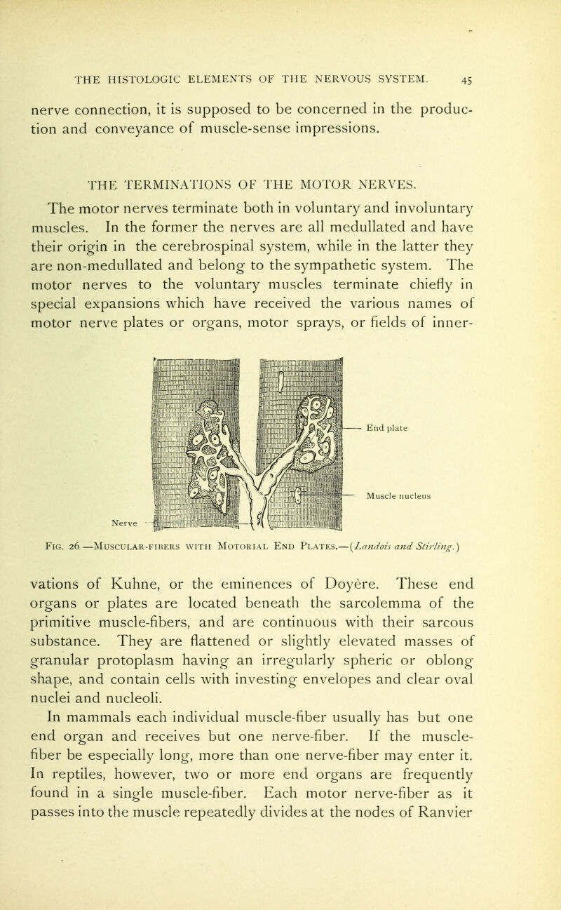 nerve connection, it is supposed to be concerned in the produc- tion and conveyance of muscle-sense impressions. THE TERMINATIONS OF THE MOTOR NERVES. The motor nerves terminate both in voluntary and involuntary muscles. In the former the nerves are all medullated and have their origin in the cerebrospinal system, while in the latter they are non-medullated and belong to the sympathetic system. The motor nerves to the voluntary muscles terminate chiefly in special expansions which have received the various names of motor nerve plates or organs, motor sprays, or fields of inner- FiG. 26.—Muscular-fibers with Motorial End Plates.—{^Landois and Stirling.) vations of Kuhne, or the eminences of Doyere. These end organs or plates are located beneath the sarcolemma of the primitive muscle-fibers, and are continuous with their sarcous substance. They are flattened or slightly elevated masses of granular protoplasm having an irregularly spheric or oblong shape, and contain cells with investing envelopes and clear oval nuclei and nucleoli. In mammals each individual muscle-fiber usually has but one end organ and receives but one nerve-fiber. If the muscle- fiber be especially long, more than one nerve-fiber may enter it. In reptiles, however, two or more end organs are frequently found in a single muscle-fiber. Each motor nerve-fiber as it passes into the muscle repeatedly divides at the nodes of Ranvier