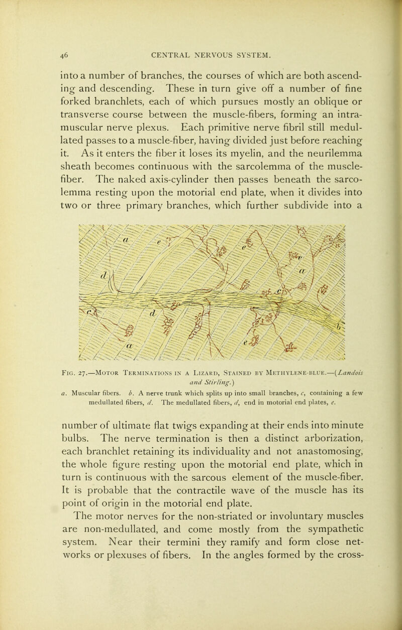 into a number of branches, the courses of which are both ascend- ing and descending. These in turn give off a number of fine forked branchlets, each of which pursues mostly an oblique or transverse course between the muscle-fibers, forming an intra- muscular nerve plexus. Each primitive nerve fibril still medul- lated passes to a muscle-fiber, having divided just before reaching it. As it enters the fiber it loses its myelin, and the neurilemma sheath becomes continuous with the sarcolemma of the muscle- fiber. The naked axis-cylinder then passes beneath the sarco- lemma resting upon the motorial end plate, when it divides into two or three primary branches, which further subdivide into a \ (•' ■ ■ ' y . : . ■ ; ■ 4:':-' , . • . ■ S'^. Fig. 27.—Motor Terminations in a Lizard, Stained by Methylene-blue.—[Landoh and Stirling.^ a. Muscular fibers, b. A nerve trunk which splits up into small branches, c, containing a few medullated fibers, d. The medullated fibers, d, end in motorial end plates, e. number of ultimate fiat twigs expanding at their ends into minute bulbs. The nerve termination is then a distinct arborization, each branchlet retaining its individuality and not anastomosing, the whole figure resting upon the motorial end plate, which in turn is continuous with the sarcous element of the muscle-fiber. It is probable that the contractile wave of the muscle has its point of origin in the motorial end plate. The motor nerves for the non-striated or involuntary muscles are non-medullated, and come mosdy from the sympathetic system. Near their termini they ramify and form close net- works or plexuses of fibers. In the angles formed by the cross-