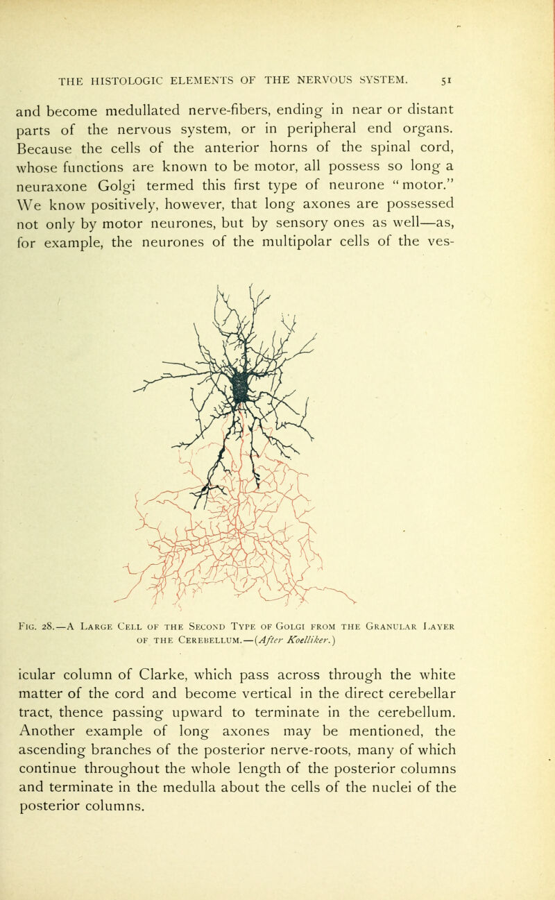 and become medullated nerve-fibers, ending in near or distant parts of the nervous system, or in peripheral end organs. Because the cells of the anterior horns of the spinal cord, whose functions are known to be motor, all possess so long a neuraxone Golgi termed this first type of neurone  motor. We know positively, however, that long axones are possessed not only by motor neurones, but by sensory ones as well—as, for example, the neurones of the multipolar cells of the ves- FiG. 28.—A Large Cell of the Second Type of Golgi from the Granular Layer OF THE Cerebellum.—{^After Koelliker.) icular column of Clarke, which pass across through the white matter of the cord and become vertical in the direct cerebellar tract, thence passing upward to terminate in the cerebellum. Another example of long axones may be mentioned, the ascending branches of the posterior nerve-roots, many of which continue throughout the whole length of the posterior columns and terminate in the medulla about the cells of the nuclei of the posterior columns.