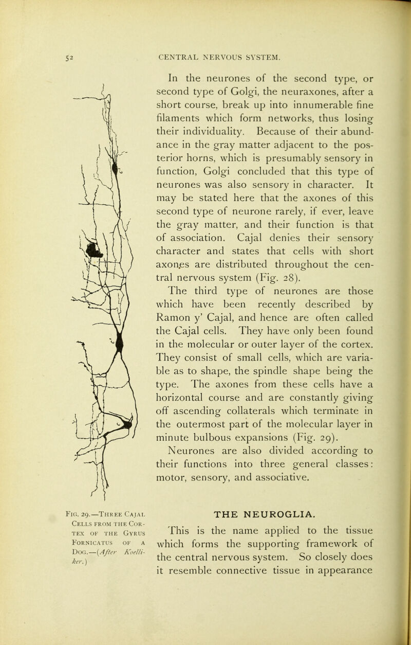In the neurones of the second type, or second type of Golgi, the neuraxones, after a short course, break up into innumerable fine filaments which form networks, thus losing their individuality. Because of their abund- ance in the gray matter adjacent to the pos- terior horns, which is presumably sensory in function, Golgi concluded that this type of neurones was also sensory in character. It may be stated here that the axones of this second type of neurone rarely, if ever, leave the gray matter, and their function is that of association. Cajal denies their sensory character and states that cells with short axon.es are distributed throughout the cen- tral nervous system (Fig. 28). The third type of neurones are those which have been recently described by Ramon y' Cajal, and hence are often called the Cajal cells. They have only been found in the molecular or outer layer of the cortex. They consist of small cells, which are varia- ble as to shape, the spindle shape being the type. The axones from these cells have a horizontal course and are constantly giving off ascending collaterals which terminate in the outermost part of the molecular layer in minute bulbous expansions (Fig. 29). Neurones are also divided according to their functions into three general classes : motor, sensory, and associative. Fig. 29.—Three Cajal Cells from the Cor- tex OF THE Gyrus FORNICATUS OF A V>OQ..—i^After Koelli- ker.) THE NEUROGLIA. This is the name applied to the tissue which forms the supporting framework of the central nervous system. So closely does it resemble connective tissue in appearance