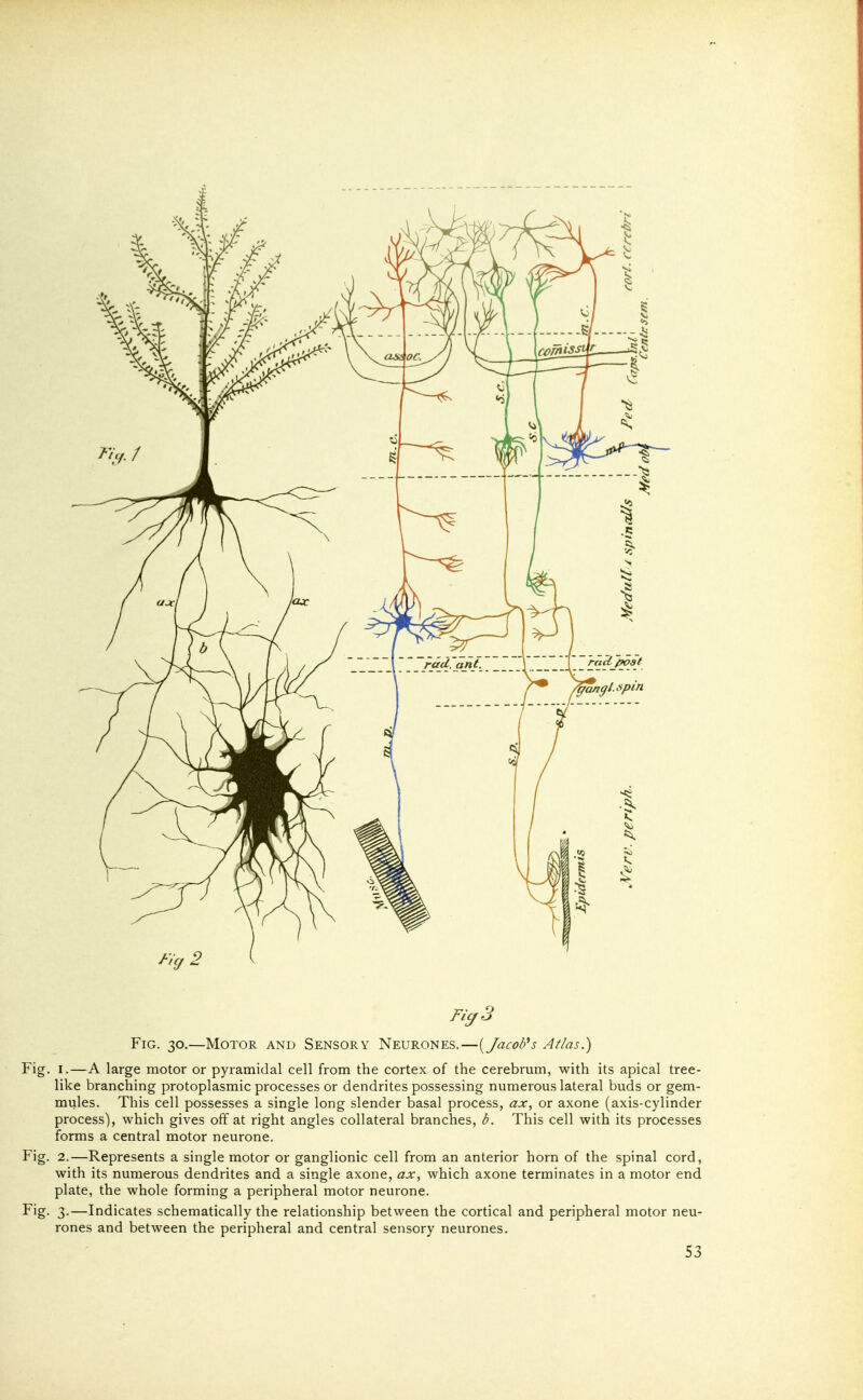 Fig. 30.—Motor and Sensory Neurones.—(^Jacob's Atlas.) Fig. I.—A large motor or pyramidal cell from the cortex of the cerebrum, with its apical tree- like branching protoplasmic processes or dendrites possessing numerous lateral buds or gem- mules. This cell possesses a single long slender basal process, ax, or axone (axis-cylinder process), which gives off at right angles collateral branches, b. This cell with its processes forms a central motor neurone. Fig. 2.—Represents a single motor or ganglionic cell from an anterior horn of the spinal cord, with its numerous dendrites and a single axone, ax, which axone terminates in a motor end plate, the whole forming a peripheral motor neurone. Fig. 3.—Indicates schematically the relationship between the cortical and peripheral motor neu- rones and between the peripheral and central sensory neurones.