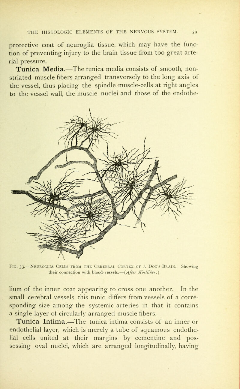 protective coat of neuroglia tissue, which may have the func- tion of preventing injury to the brain tissue from too great arte- rial pressure. Tunica Media.—The tunica media consists of smooth, non- striated muscle-fibers arranged transversely to the long axis of the vessel, thus placing the spindle muscle-cells at right angles to the vessel wall, the muscle nuclei and those of the endothe- FiG. 33.—Neuroglia Cells from the Cerebral Cortex of a Dog's Brain. Showing their connection with blood-vessels.—[After Koelliker.') Hum of the inner coat appearing to cross one another. In the small cerebral vessels this tunic differs from vessels of a corre- sponding size among the systemic arteries in that it contains a single layer of circularly arranged muscle-fibers. Tunica Intima.—The tunica intima consists of an inner or endothelial layer, which is merely a tube of squamous endothe- lial cells united at their margins by cementine and pos- sessing oval nuclei, which are arranged longitudinally, having