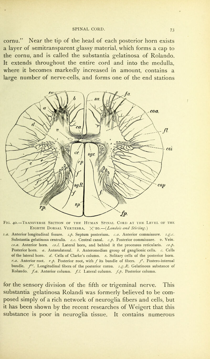 cornu. Near the tip of the head of each posterior horn exists a layer of semitransparent glassy material, which forms a cap to the cornu, and is called the substantia gelatinosa of Rolando. It extends throughout the entire cord and into the medulla, where it becomes markedly increased in amount, contains a large number of nerve-cells, and forms one of the end stations Fig. 40.—Transverse Section of the Human Spinal Cord at the Level of the Eighth Dorsal Vertebra. X 10.—[Lmidois and Stirling.) s.a. Anterior longitudinal fissure, s.p. Septum posterium. c.a. Anterior commissure, s.g.c. Substantia gelatinosa centralis, c.c. Central canal, c.p. Posterior commissure, v. Vein. CO.a. Anterior horn. co.l. Lateral horn, and behind it the processus reticularis, co.p. Posterior horn. a. Anterolateral, b. Anteromedian group of ganglionic cells, c. Cells of the lateral horn. d. Cells of Clarke's column, e. Solitary cells of the posterior horn. r.a. Anterior root. r.p. Posterior root, with / its bundle of fibers. /''. Postero-internal bundle. Longitudinal fibers of the posterior cornu. s.g.R. Gelatinous substance of Rolando, f.a. Anterior column, f.l. Lateral column, f.p. Posterior column. for the sensory division of the fifth or trigeminal nerve. This substantia gelatinosa Rolandi was formerly believed to be com- posed simply of a rich network of neuroglia fibers and cells, but it has been shown by the recent researches of Weigert that this substance is poor in neuroglia tissue. It contains numerous