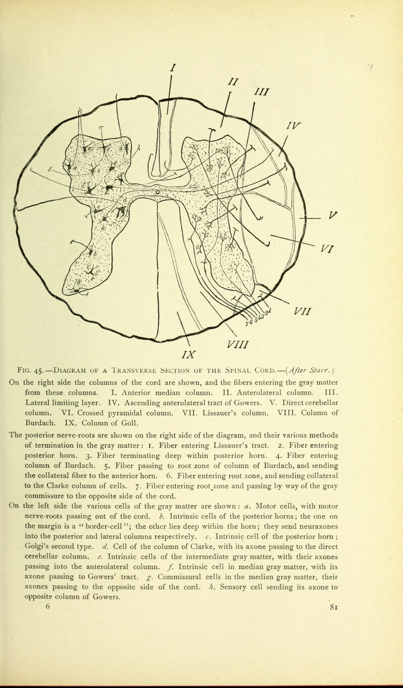 Fig. 45.—Diagram of a Transverse Section of the Spinal Cord.—{^After Starr.) On the right side the columns of the cord are shown, and the fibers entering the gray matter from these columns. I. Anterior median column. 11. Anterolateral column. III. Lateral limiting layer. IV. Ascending anterolateral tract of Gowers. V. Direct cerebellar column. VI. Crossed pyramidal column. VII. Lissauer's column. VIII. Column of Burdach. IX. Column of Goll. The posterior nerve-roots are shown on the right side of the diagram, and their various methods of termination in the gray matter: I. Fiber entering Lissauer's tract. 2. Fiber entering posterior horn. 3. Fiber terminating deep within posterior horn. 4. Fiber entering column of Burdach. 5. Fiber passing to root zone of column of Burdach, and sending the collateral fiber to the anterior horn. 6. Fiber entering root zone, and sending collateral to the Clarke column of cells. 7. Fiber entering root^zone and passing by way of the gray commissure to the opposite side of the cord. On the left side the various cells of the gray matter are shown : a. Motor cells, with motor nerve-roots passing out of the cord. b. Intrinsic cells of the posterior horns; the one on the margin is a  border-cell ; the other lies deep within the horn; they send neuraxones into the posterior and lateral columns respectively, c. Intrinsic cell of the posterior horn ; . Golgi's second type. d. Cell of the column of Clarke, with its axone passing to the direct cerebellar column, e. Intrinsic cells of the intermediate gray matter, with their axones passing into the anterolateral column, f. Intrinsic cell in median gray matter, with its axone passing to Gowers' tract, g. Commissural cells in the median gray matter, their axones passing to the opposite side of the cord. h. Sensory cell sending its axone to opposite column of Gowers.