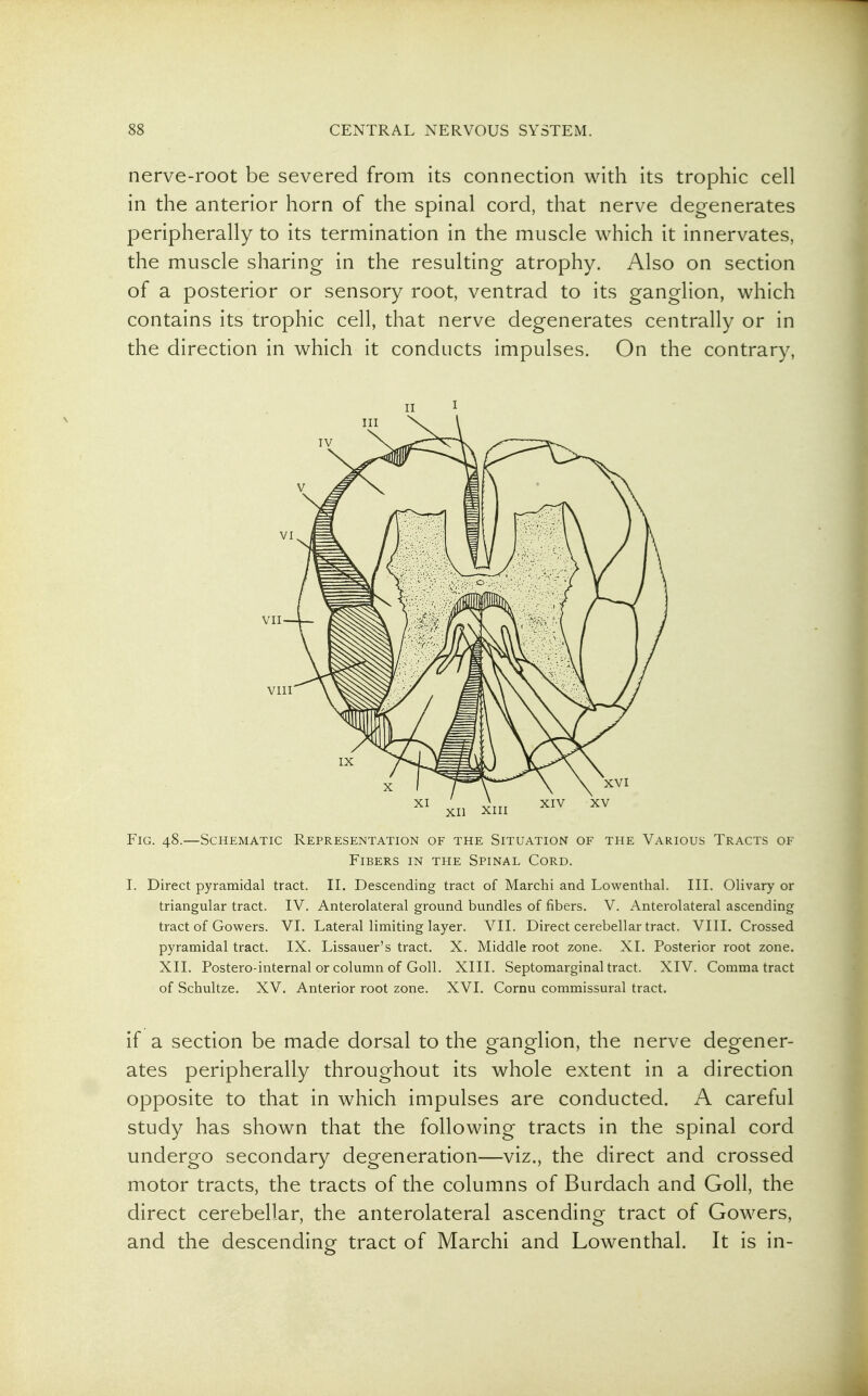 nerve-root be severed from its connection with its trophic cell in the anterior horn of the spinal cord, that nerve degenerates peripherally to its termination in the muscle which it innervates, the muscle sharing in the resulting atrophy. Also on section of a posterior or sensory root, ventrad to its ganglion, which contains its trophic cell, that nerve degenerates centrally or in the direction in which it conducts impulses. On the contrary, II I Fig. 48.—Schematic Representation of the Situation of the Various Tracts of Fibers in the Spinal Cord. I. Direct pyramidal tract. 11. Descending tract of Marchi and Lowenthal. III. Olivary or triangular tract. IV. Anterolateral ground bundles of fibers. V. Anterolateral ascending tract of Gowers. VI. Lateral limiting layer. VII. Direct cerebellar tract. VIII. Crossed pyramidal tract. IX. Lissauer's tract. X. Middle root zone. XI. Posterior root zone. XII. Postero-internal or column of Goll. XIII. Septomarginal tract. XIV. Comma tract of Schultze. XV. Anterior root zone. XVI. Cornu commissural tract. if a section be made dorsal to the ganglion, the nerve degener- ates peripherally throughout its whole extent in a direction opposite to that in which impulses are conducted. A careful study has shown that the following tracts in the spinal cord undergo secondary degeneration—viz., the direct and crossed motor tracts, the tracts of the columns of Burdach and Goll, the direct cerebellar, the anterolateral ascending tract of Gowers, and the descending tract of Marchi and Lowenthal. It is in-