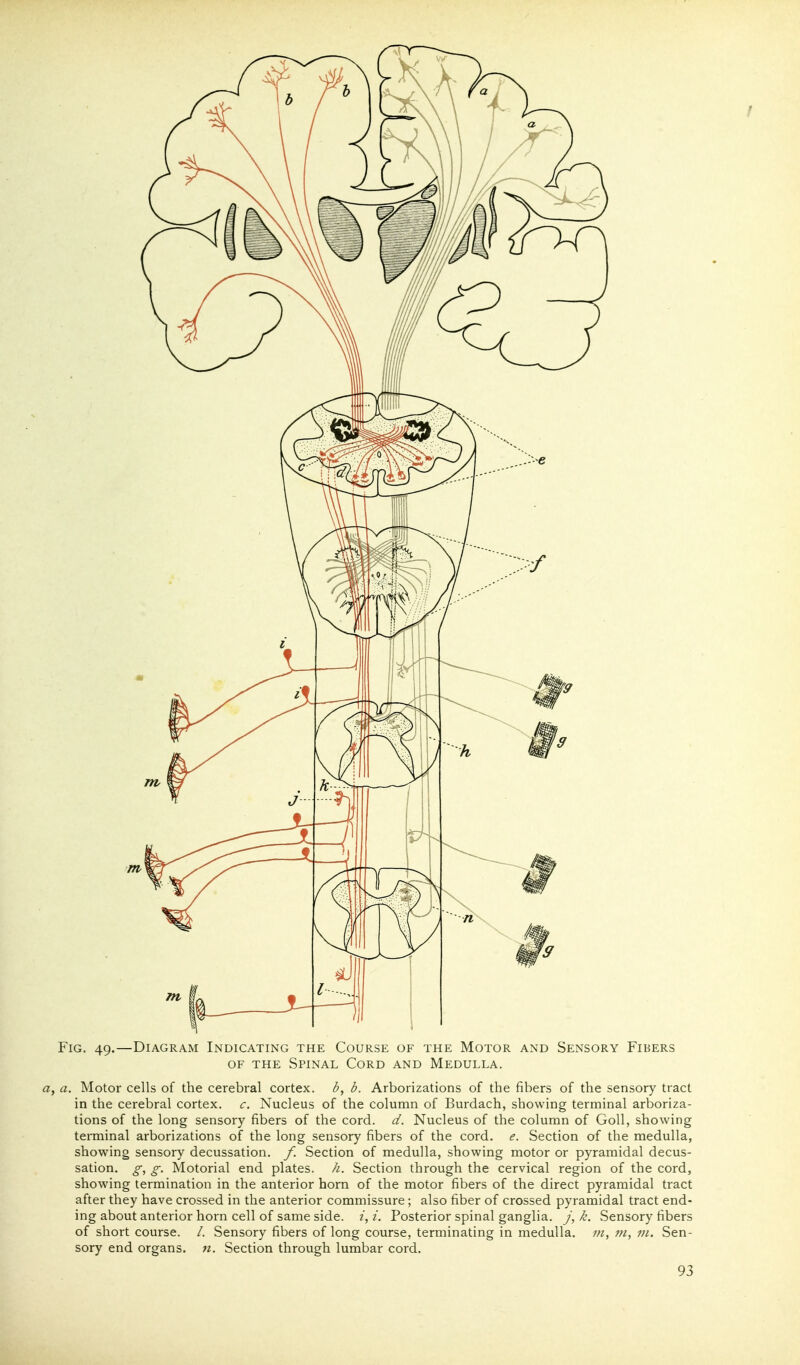 Fig. 49.—Diagram Indicating the Course of the Motor and Sensory Fibers OF the Spinal Cord and Medulla. a. Motor cells of the cerebral cortex, b, b. Arborizations of the fibers of the sensory tract in the cerebral cortex, c. Nucleus of the column of Burdach, showing terminal arboriza- tions of the long sensory fibers of the cord. d. Nucleus of the column of Goll, showing terminal arborizations of the long sensory fibers of the cord. e. Section of the medulla, showing sensory decussation, f. Section of medulla, showing motor or pyramidal decus- sation, g, g. Motorial end plates, h. Section through the cervical region of the cord, showing termination in the anterior horn of the motor fibers of the direct pyramidal tract after they have crossed in the anterior commissure; also fiber of crossed pyramidal tract end- ing about anterior horn cell of same side. i. Posterior spinal ganglia, j, k. Sensory fibers of short course. /. Sensory fibers of long course, terminating in medulla, m, vi. Sen- sory end organs, n. Section through lumbar cord.