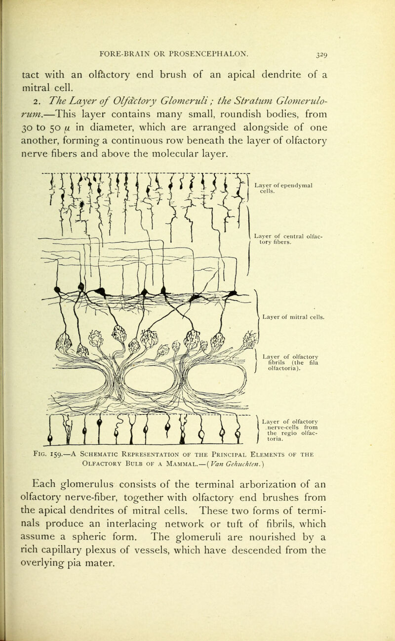 tact with an olfactory end brush of an apical dendrite of a mitral cell. 2. The Layer of Olfactory Glomeruli ; the Stratum Glomerttlo- 7^um.—This layer contains many small, roundish bodies, from 30 to 50 ^ in diameter, which are arranged alongside of one another, forming a continuous row beneath the layer of olfactory nerve fibers and above the molecular layer. Fig. 159.—A Schematic Representation of the Principal Elements of the Olfactory Bulb of a Mammal.—[Van Gehuchten.) Each glomerulus consists of the terminal arborization of an olfactory nerve-fiber, together with olfactory end brushes from the apical dendrites of mitral cells. These two forms of termi- nals produce an interlacing network or tuft of fibrils, which assume a spheric form. The glomeruli are nourished by a rich capillary plexus of vessels, which have descended from the overlying pia mater.