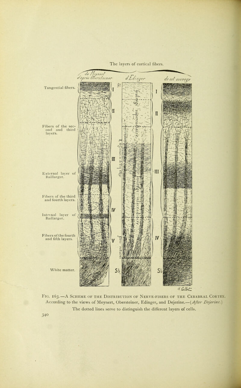 The layers of cortical fibers. Tangential fibers. Fibers of the sec- ond and third ' layers. External lajer of Baillargrer. Fibers of the third and fourth layers. Iiite-inal layer of Baillarger. Fibers of the fourth and fifth layers. White matter. Fig. 163.—A Scheme of the Distribution of Nerve-fibers of the Cerkbral Cortex. According to the views of Meynert, Obersteiner, Edinger, and Dejerine.—{After Dejerine.) The dotted lines serve to distinguish the different layers of cells.