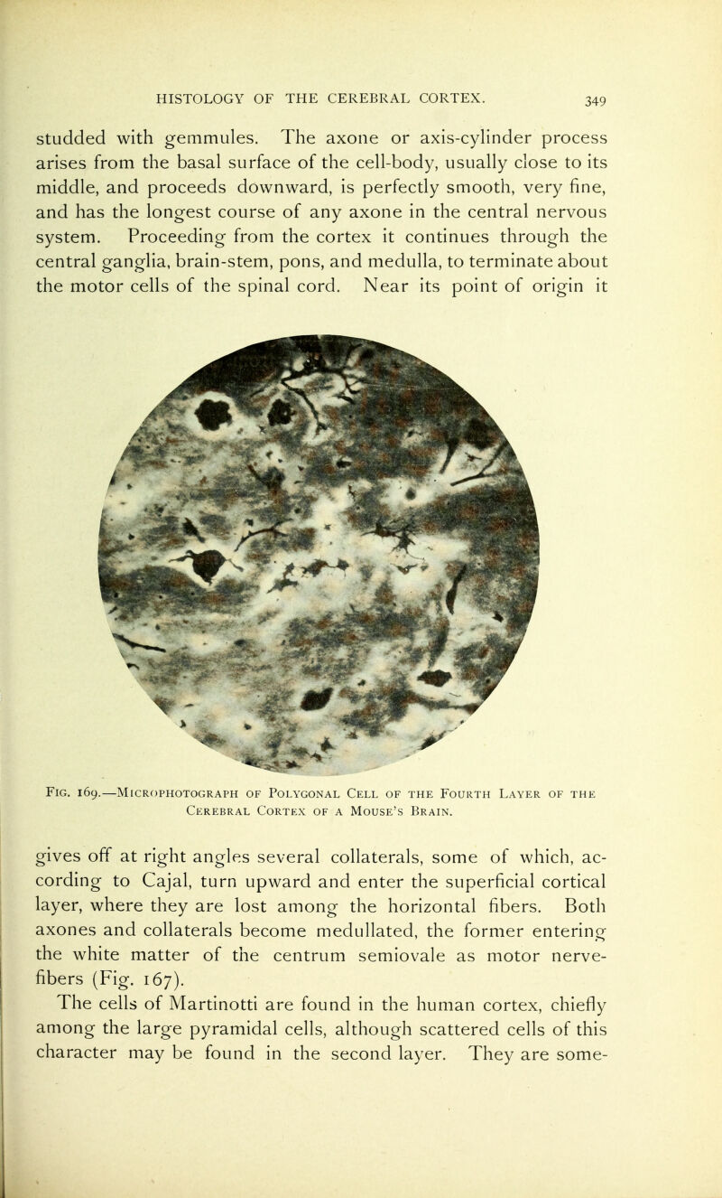 Studded with gemmules. The axone or axis-cyhnder process arises from the basal surface of the cell-body, usually close to its middle, and proceeds downward, is perfectly smooth, very fine, and has the longest course of any axone in the central nervous system. Proceeding from the cortex it continues through the central ganglia, brain-stem, pons, and medulla, to terminate about the motor cells of the spinal cord. Near its point of origin it Fig. 169.—MiCROPHOTOGRAPH OF Polygonal Cell of the Fourth Layer of the Cerebral Cortex of a Mouse's Brain. gives off at right angles several collaterals, some of which, ac- cording to Cajal, turn upward and enter the superficial cortical layer, where they are lost among the horizontal fibers. Both axones and collaterals become medullated, the former entering the white matter of the centrum semiovale as motor nerve- fibers (Fig. 167). The cells of Martinotti are found in the human cortex, chiefly among the large pyramidal cells, although scattered cells of this character may be found in the second layer. They are some-