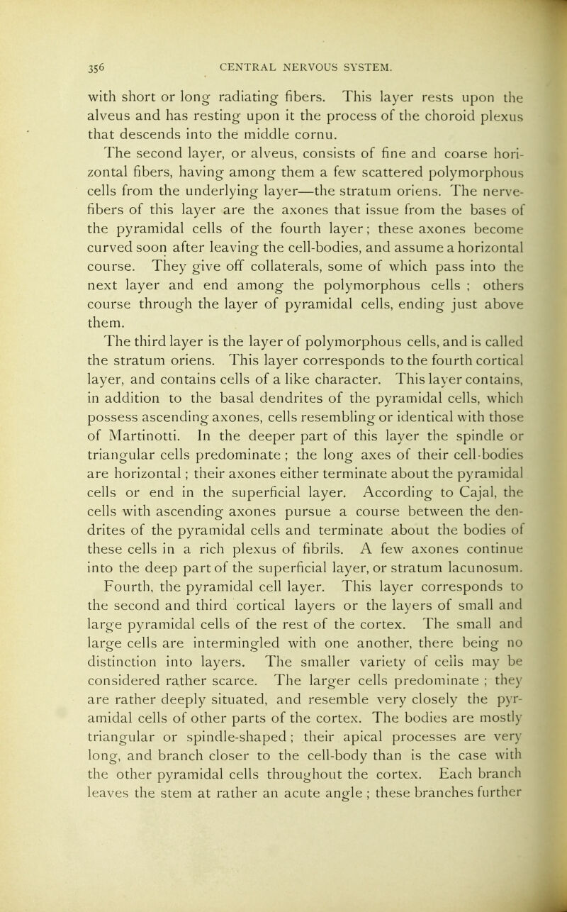 with short or long radiating fibers. This layer rests upon the alveus and has resting upon it the process of the choroid plexus that descends into the middle cornu. The second layer, or alveus, consists of fine and coarse hori- zontal fibers, having among them a few scattered polymorphous cells from the underlying layer—the stratum oriens. The nerve- fibers of this layer are the axones that issue from the bases of the pyramidal cells of the fourth layer; these axones become curved soon after leaving the cell-bodies, and assume a horizontal course. They give off collaterals, some of which pass into the next layer and end among the polymorphous cells ; others course through the layer of pyramidal cells, ending just above them. The third layer is the layer of polymorphous cells, and is called the stratum oriens. This layer corresponds to the fourth cortical layer, and contains cells of a like character. This layer contains, in addition to the basal dendrites of the pyramidal cells, which possess ascending axones, cells resembling or identical with those of Martinotti. In the deeper part of this layer the spindle or triangular cells predominate ; the long axes of their cell-bodies are horizontal; their axones either terminate about the pyramidal cells or end in the superficial layer. According to Cajal, the cells with ascending axones pursue a course between the den- drites of the pyramidal cells and terminate about the bodies of these cells in a rich plexus of fibrils. A few axones continue into the deep part of the superficial layer, or stratum lacunosum. Fourth, the pyramidal cell layer. This layer corresponds to the second and third cortical layers or the layers of small and large pyramidal cells of the rest of the cortex. The small and large cells are intermingled with one another, there being no distinction into layers. The smaller variety of ceils may be considered rather scarce. The larger cells predominate ; they are rather deeply situated, and resemble very closely the pyr- amidal cells of other parts of the cortex. The bodies are mosdy triangular or spindle-shaped ; their apical processes are very long, and branch closer to the cell-body than is the case with the other pyramidal cells throughout the cortex. Each branch leaves the stem at rather an acute angle ; these branches further