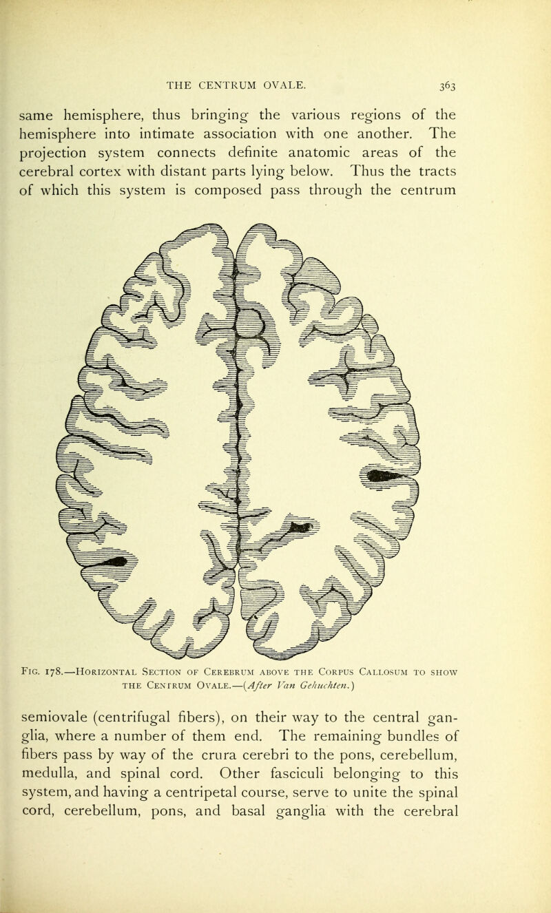 same hemisphere, thus bringing the various regions of the hemisphere into intimate association with one another. The projection system connects definite anatomic areas of the cerebral cortex with distant parts lying below. Thus the tracts of which this system is composed pass through the centrum Fig. 178.—Horizontal Section of Cerebrum above the Corpus Callosum to show THE Centrum Ovale.—[After Van Gehuchten.) semiovale (centrifugal fibers), on their way to the central gan- glia, where a number of them end. The remaining bundles of fibers pass by way of the crura cerebri to the pons, cerebellum, medulla, and spinal cord. Other fasciculi belonging to this system, and having a centripetal course, serve to unite the spinal cord, cerebellum, pons, and basal ganglia with the cerebral