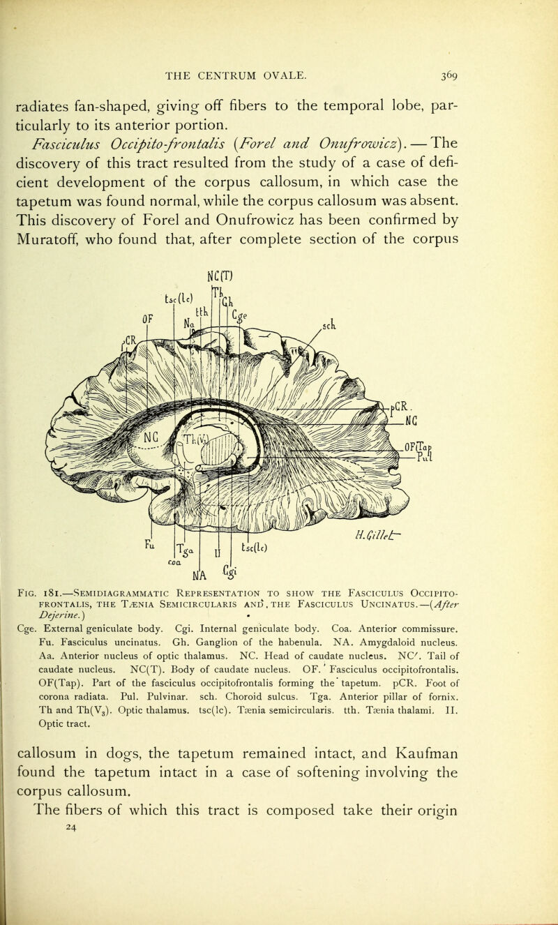 radiates fan-shaped, giving off fibers to the temporal lobe, par- ticularly to its anterior portion. Fasciculus Occipito-frontalis {^Forel and Onufrowicz). — The discovery of this tract resulted from the study of a case of defi- cient development of the corpus callosum, in which case the tapetum was found normal, while the corpus callosum was absent. This discovery of Forel and Onufrowicz has been confirmed by Muratoflf, who found that, after complete section of the corpus H.GilJetr Fig. 181.—Semidiagrammatic Representation to show the Fasciculus Occipito- FRONTALIS, THE T/ENIA SeMICIRCULARIS AND. THE FASCICULUS UnCINATUS. —(^//^T Dejerine.) Cge. External geniculate body. Cgi. Internal geniculate body. Coa. Anterior commissure. Fu. Fasciculus uncinatus. Gh. Ganglion of the habenula. NA. Amygdaloid nucleus. Aa. Anterior nucleus of optic thalamus. NC. Head of caudate nucleus. NC^. Tail of caudate nucleus. NC(T). Body of caudate nucleus. OF. Fasciculus occipitofrontalis. OF(Tap). Part of the fasciculus occipitofrontalis forming the tapetum. pCR. P'oot of corona radiata. Pul. Pulvinar. sch. Choroid sulcus. Tga. Anterior pillar of fornix. Th and Th(V3). Optic thalamus, tsc(lc). Taenia semicircularis. tth. Taenia thalami. H. Optic tract. callosum in dogs, the tapetum remained intact, and Kaufman found the tapetum intact in a case of softening involving the corpus callosum. The fibers of which this tract is composed take their origin 24