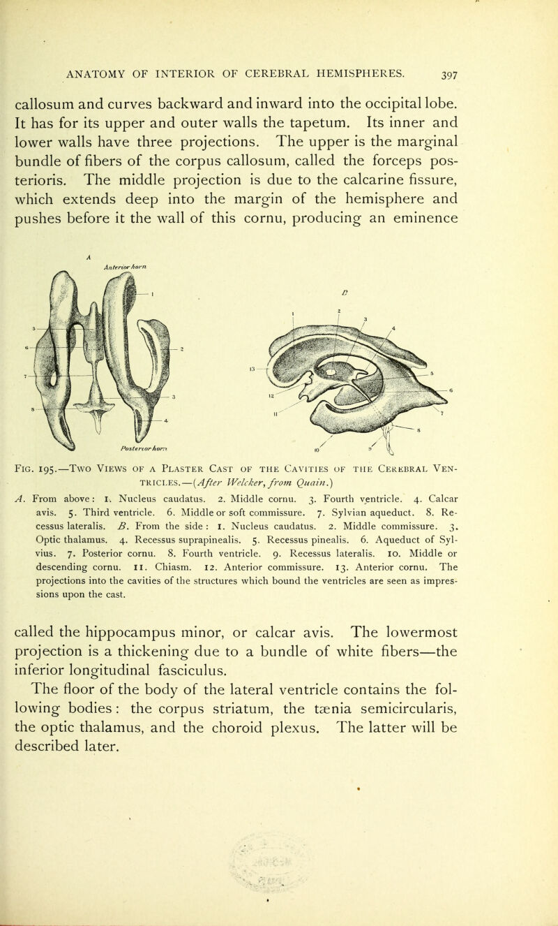 callosum and curves backward and inward into the occipital lobe. It has for its upper and outer walls the tapetum. Its inner and lower walls have three projections. The upper is the marginal bundle of fibers of the corpus callosum, called the forceps pos- terioris. The middle projection is due to the calcarine fissure, which extends deep into the margin of the hemisphere and pushes before it the wall of this cornu, producing an eminence Fig. 195,—Two Views of a Plaster Cast of the Cavities of the Cekebral Ven- tricles.—{After Welcker, frotn Quain.) A. From above: l. Nucleus caudatus. 2. Middle cornu. 3. Fourth ventricle. 4. Calcar avis. 5. Third ventricle. 6. Middle or soft commissure. 7. Sylvian aqueduct. 8. Re- cessus lateralis. B. From the side: i. Nucleus caudatus. 2. Middle commissure. 3. Optic thalamus. 4. Recessus suprapinealis. 5. Recessus pinealis. 6. Aqueduct of Syl- vius. 7. Posterior cornu. 8. Fourth ventricle. 9. Recessus lateralis. 10. Middle or descending cornu. ii. Chiasm. 12. Anterior commissure. 13. Anterior cornu. The projections into the cavities of the structures which bound the ventricles are seen as impres- sions upon the cast. called the hippocampus minor, or calcar avis. The lowermost projection is a thickening due to a bundle of white fibers—the inferior longitudinal fasciculus. The floor of the body of the lateral ventricle contains the fol- lowing bodies : the corpus striatum, the taenia semicircularis, the optic thalamus, and the choroid plexus. The latter will be described later.