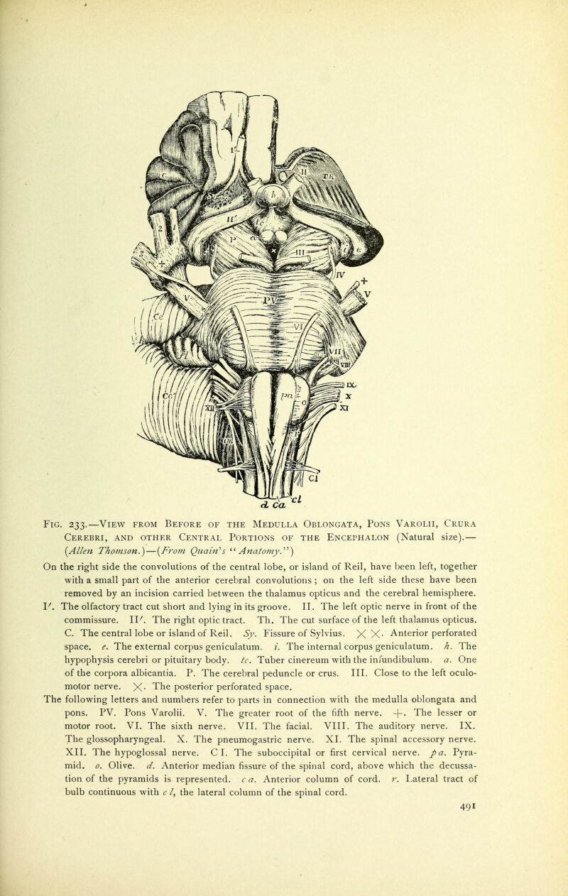 Fig. 233.—View from Before of the Medulla Oblongata, Pons Varolii, Crura Cerebri, and other Central Portions of the Encephalon (Natural size).— [Alleti Thomson.)—{^From Qiiain''s '■'■Anatomy.'''') On the right side the convolutions of the central lobe, or island of Reil, have been left, together with a small part of the anterior cerebral convolutions ; on the left side these have been removed by an incision carried between the thalamus opticus and the cerebral hemisphere. V. The olfactory tract cut short and lying in its groove. II. The left optic nerve in front of the commissure. 11^. The right optic tract. Th. The cut surface of the left thalamus opticus. C. The central lobe or island of Reil. Sy. Fissure of Sylvius. XX- Anterior perforated space, e. The external corpus geniculatum. i. The internal corpus geniculatum. h. The hypophysis cerebri or pituitary body. tc. Tuber cinereum with the infundibulum. a. One of the corpora albicantia. P. The cerebral peduncle or crus. III. Close to the left oculo- motor nerve. X- The posterior perforated space. The following letters and numbers refer to parts in connection with the medulla oblongata and pons. PV. Pons Varolii. V. The greater root of the fifth nerve. -|-. The lesser or motor root. VI. The sixth nerve. VII. The facial. VIII. The auditory nerve. IX. The glossopharyngeal. X. The pneumogastric nerve. XI. The spinal accessory nerve. XII. The hypoglossal nerve. CI. The suboccipital or first cervical nerve, pa. Pyra- mid. 0. Olive, d. Anterior median fissure of the spinal cord, above which the decussa- tion of the pyramids is represented, c a. Anterior column of cord. r. Lateral tract of bulb continuous with c /, the lateral column of the spinal cord.