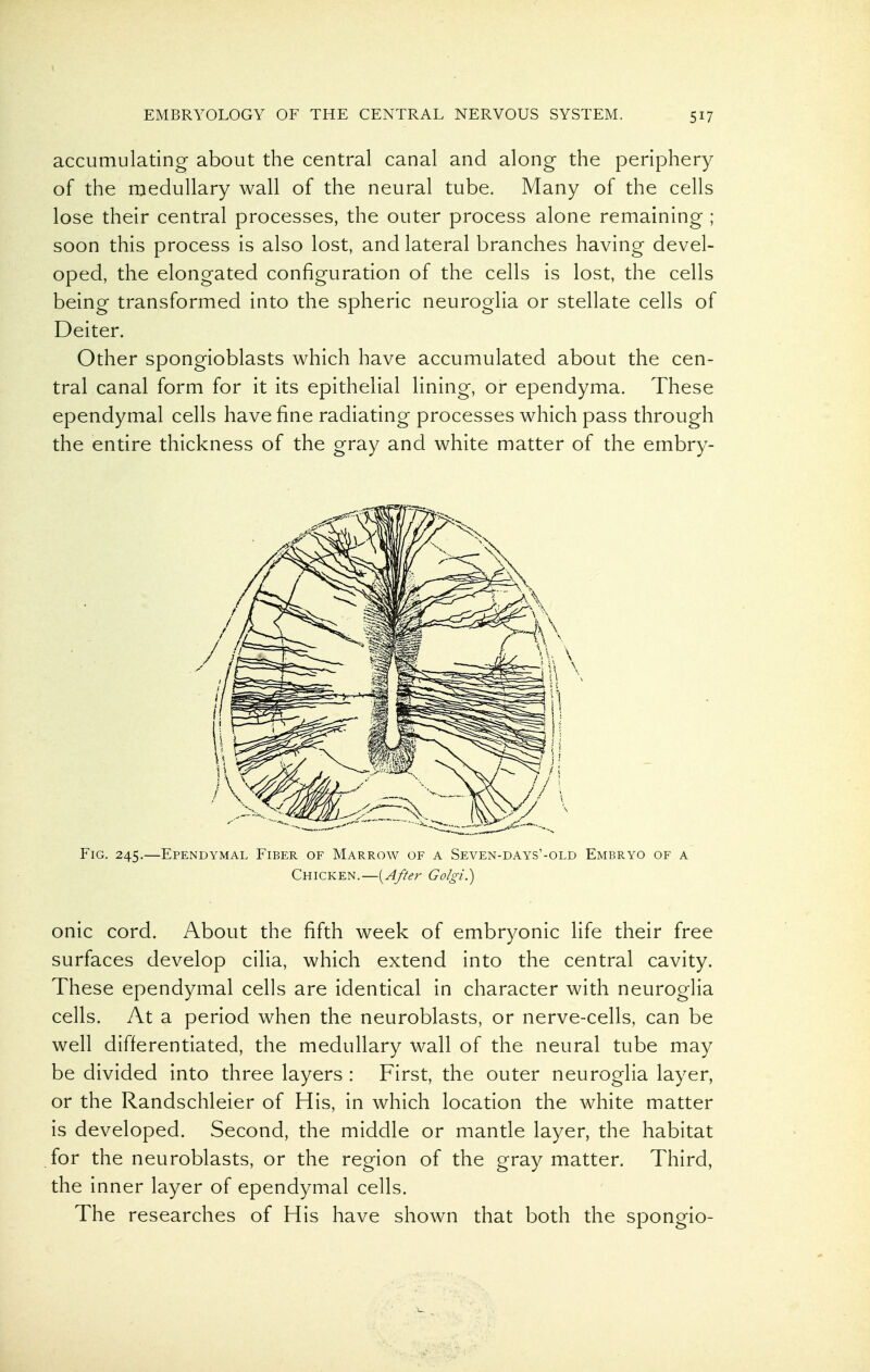 accumulating about the central canal and along the periphery of the medullary wall of the neural tube. Many of the cells lose their central processes, the outer process alone remaining ; soon this process is also lost, and lateral branches having devel- oped, the elongated configuration of the cells is lost, the cells being transformed into the spheric neuroglia or stellate cells of Deiter. Other spongioblasts which have accumulated about the cen- tral canal form for it its epithelial lining, or ependyma. These ependymal cells have fine radiating processes which pass through the entire thickness of the gray and white matter of the embry- FiG. 245.—Ependymal Fiber of Marrow of a Seven-days'-old Embryo of a Chicken.—{After Golgi.) onic cord. About the fifth week of embryonic life their free surfaces develop cilia, which extend into the central cavity. These ependymal cells are identical in character with neuroglia cells. At a period when the neuroblasts, or nerve-cells, can be well differentiated, the medullary wall of the neural tube may be divided into three layers : First, the outer neuroglia layer, or the Randschleier of His, in which location the white matter is developed. Second, the middle or mantle layer, the habitat for the neuroblasts, or the region of the gray matter. Third, the inner layer of ependymal cells. The researches of His have shown that both the spongio-