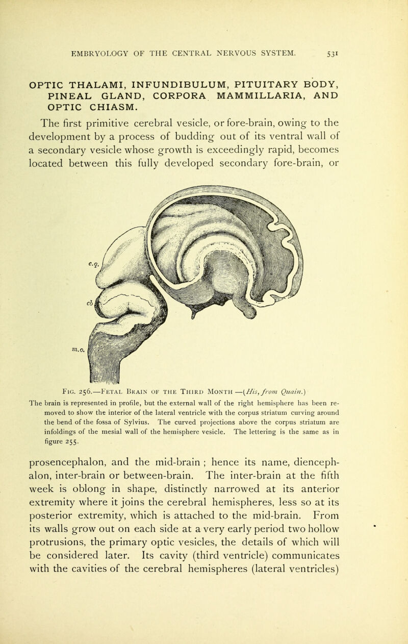 OPTIC THALAMI, INFUNDIBULUM, PITUITARY BODY, PINEAL GLAND, CORPORA MAMMILLARIA, AND OPTIC CHIASM. The first primitive cerebral vesicle, or fore-brain, owing to the development by a process of budding out of its ventral wall of a secondary vesicle whose growth is exceedingly rapid, becomes located between this fully developed secondary fore-brain, or m.o. Fig. 256.—Fetal Brain of the Third Month—\^His,fro?n Qiiain.) The brain is represented in profile, but the external wall of the right hemisphere has been re- moved to show the interior of the lateral ventricle with the corpus striatum curving around the bend of the fossa of Sylvius. The curved projections above the corpus striatum are infoldings of the mesial wall of the hemisphere vesicle. The lettering is the same as in figure 255. prosencephalon, and the mid-brain ; hence its name, dienceph- alon, inter-brain or between-brain. The inter-brain at the fifth week is oblong in shape, distinctly narrowed at its anterior extremity where it joins the cerebral hemispheres, less so at its posterior extremity, which is attached to the mid-brain. From its walls grow out on each side at a very early period two hollow protrusions, the primary optic vesicles, the details of which will be considered later. Its cavity (third ventricle) communicates with the cavities of the cerebral hemispheres (lateral ventricles)