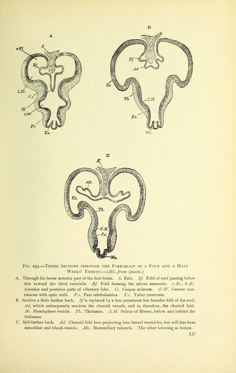 To, T.c, C Fig. 259.—Three Sections through the Fore-brain of a Four and a Half Weeks' Embryo.—[IIis,fro7?i Quain.) A. Through the lower anterior part of the fore-brain. S. Falx. Sf. Fold of roof passing below falx toward the third ventricle. Bf. Fold forming the sulcus ammonis. v.RL, h.RL Anterior and posterior parts of olfactory lobe. Cs. Corpus striatum. O. W. Groove con- tinuous with optic stalk. P.s. Pars subthalamica. T.c. Tuber cinereum. B. Section a little further back, ^is replaced by a less prominent but broader fold of the roof, Ad, which subsequently receives the choroid vessels, and is, therefore, the choroid fold. Hs. Hemisphere vesicle. Th. Thalamus. S.M. Sulcus of Monro, below and behind the thalamus. C. Still further back. Ad. Choroid fold here projecting into lateral ventricles, but still free from mesoblast and blood-vessels. Ma. Mammillary tubercle. The other lettering as before.