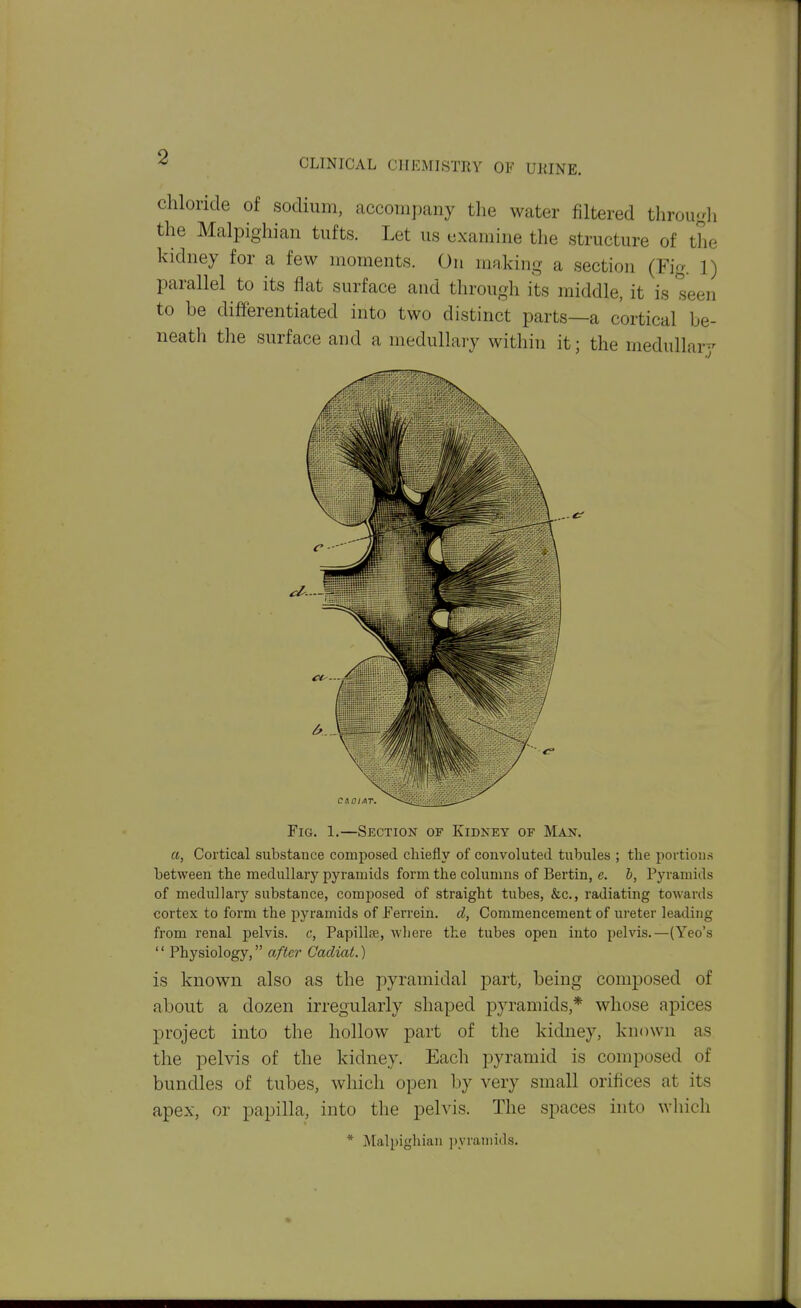 CLINICAL CHEMISTRY OF UKINE. chloride of sodium, accompany tlie water filtered throuoJi the Malpighian tufts. Let us examine the structure of the kidney for a few moments. On making a section (Fig. 1) parallel to its flat surface and through its middle, it is seen to be differentiated into two distinct parts—a cortical be- neath the surface and a medullary within it; the medullary Fig. 1.—Section of Kidney of Man. a, Cortical substance composed cliiefly of convoluted tubules ; the portiou.s between the medullary pyramids form the columns of Bertin, e. b, Pyramids of medullary substance, composed of straight tubes, &c., radiating towards cortex to form the pyramids of Ferrein. cl, Commencement of ureter leading from renal pelvis, c, Papillffi, wliere the tubes open into pelvis.—(Yeo's  Physiology, after Cadiat.) is known also as the pyramidal part, being composed of about a dozen irregularly shaped pyramids,* whose apices project into the hollow part of the kidney, known as the pelvis of the kidney. Each pyramid is composed of bundles of tubes, which open by very small orifices at its apex, or papilla, into the pelvis. The spaces into which * j\Ialpighian ])yraniitls.