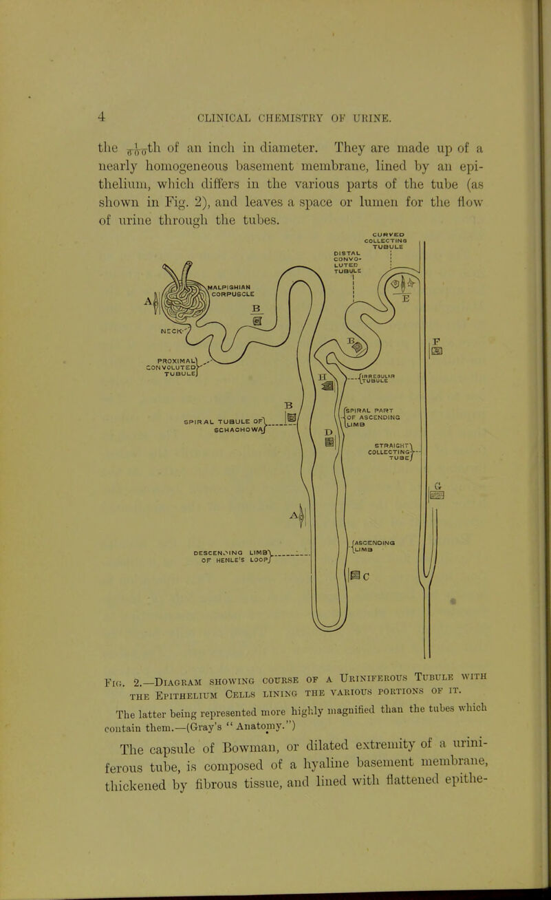the g-(5^oth of an inch in diameter. They are made up of a nearly homogeneous basement membrane, lined by an epi- thelium, wliich differs in the various parts of the tube (as shown in Fig. 2), and leaves a space or lumen for the flow of urine through the tubes. CURVED COLLECTINS TUaULE DESCEN^^ING LIMB! OF HENLE'S LOOP/ Fk;. 2.—Diagram showing course of a Urixiferous Tubule with THE Epithelium Cells lining the various portions of it. The latter being represented more highly magnified than the tubes which contain them.—(Gray's Anatomy.) The capsule of Bowman, or dilated extremity of a urini- ferous tube, is composed of a hyaline basement membrane, thickened by fibrous tissue, and lined with flattened epithe-
