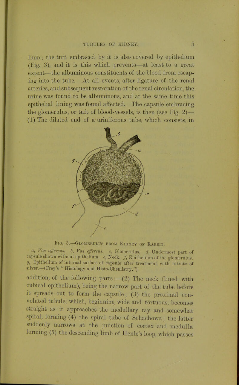 liuin; the tuft embraced by it is also covered by epithelium (Fig. 3), and it is this which prevents—at least to a great extent—the albuminous constituents of the blood from escap- ing into the tube. At all events, after ligature of the renal arteries, and subsequent restoration of the renal circulation, the urine was found to be albuminous, and at the same time this epithelial lining was found affected. The capsule embracing the glomerulus, or tuft of blood-vessels, is then (see Fig. 2)— (1) The dilated end of a uriniferous tube, which consists, in Fig. 3.—Glomerulus fkom Kidney of Rabbit. a, Fas afferens. b, Va^ efcrens. c, Glomerulus, d, Undermost part of capsiile shown without epithelium, e, Neck. /, Epithelium of the glomerulus. (J, Epithelium of internal surface of capsule after treatment with nitrate of silver.—(Fray's Histology and Histo-Chemistry.) addition, of the following parts:—(2) The neck (lined with cubical epithelium), being the narrow part of the tube before it spreads out to form the capsule; (3) the proximal con- voluted tubule, which, beginning wide and tortuous, becomes straight as it approaches the medullary ray and somewhat spiral, forming (4) the spiral tube of Schachow;i; the latter suddenly narrows at the junction of cortex and medulla forming (5) the descending limb of Henle's loop, which passes