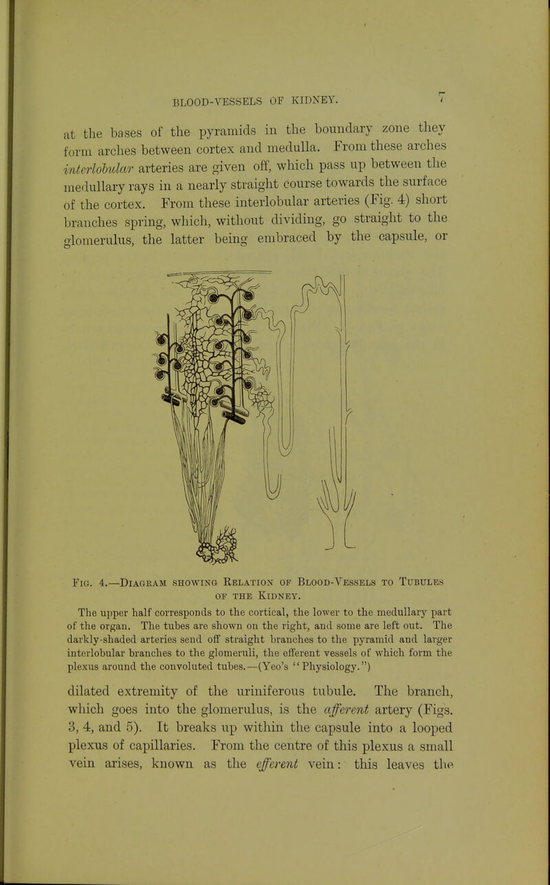 at the bases of the pyramids in the boundary zone they form arches between cortex and medulla. From these arches interlobular arteries are given off, which pass up between the medullary rays in a nearly straight course towards the surface of the cortex. From these interlobular arteries (Fig. 4) short branches spring, which, without dividing, go straight to the glomerulus, the latter being embraced by the capsule, or YiQ. 4.—Diagram showing Relation of Blood-Vessels to Tubules OF THE Kidney. The upper half corresponds to the cortical, the lower to the medullary part of the organ. The tubes are shown on the right, and some are left out. The darkly-shaded arteries send off straight branches to the pyramid and larger interlobular branches to the glomeruli, the efferent vessels of whicli form the plexus around the convoluted tubes.—(Yeo's Physiology.) dilated extremity of the uriniferous tubule. The branch, which goes into the glomerulus, is the afferent artery (Figs. 3, 4, and 5). It breaks up within the capsule into a looped plexus of capillaries. From the centre of this plexus a small vein arises, known as the efferent vein: this leaves the