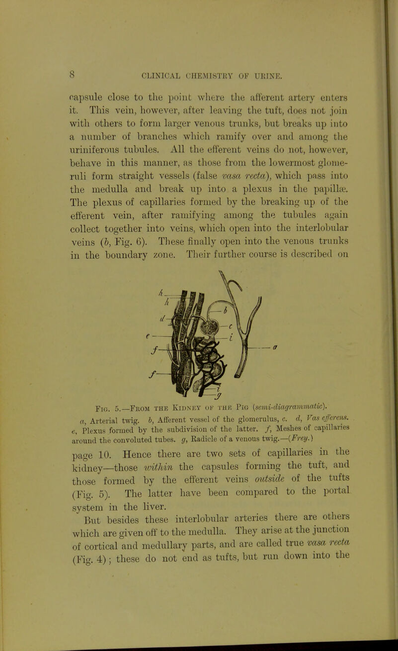 oapsiile close to the point where the afferent artery enters it. This vein, however, after leaving the tuft, does not join with others to form larger venous trunks, but breaks up into a number of branches which ramify over and among the uriniferous tubules. All the efferent veins do not, however, behave in this manner, as those from the lowermost glome- ruli form straight vessels (false vasa recta), which pass into the medulla and break up into a plexus in the papilke. The plexus of capillaries formed by the breaking up of the efferent vein, after ramifying among the tubules again collect together into veins, which open into the interlobular veins (&, Fig. 6). Tliese finally open into the venous trunks in the boundary zone. Tlieir further course is described on Y\G. 5. From the Kidney uk thu Pig {scvii-diagrammatic). a, Arterial twig. 6, Afferent vessel of the glomerulus, c. d, Vas eferciui. c, Plexus formed by the subdivision of the latter. /, Meshes of capillaries around the convoluted tubes, g, Radicle of a venous twig.—{Frey.) page 10. Hence there are two sets of capillaries in the l^iclney—those within the capsules forming the tuft, and those formed by the efferent veins outside of the tufts (Fig. 5). The latter have been compared to the portal system in the liver. But besides these interlobular arteries there are others which are given off to the medulla. They arise at the junction of cortical and medullary parts, and are called true vasa recta (Fig. 4) ; these do not end as tufts, but run down into the