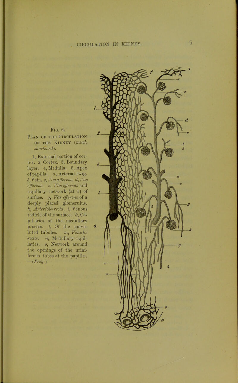 CIRCULATION IN KIDNEY. Fig. 6. Plan of the Circulation OF THE Kidney {much shortened). 1, External portion of cor- tex. 2, Cortex. 3, Boundary- layer. 4, Medulla. 5, Apex of papilla, ft, Arterial twig. J, Vein, c, Vas afferens. d, Vas eferens. e, Vas efferens and capillary network (at 1) of surface, g, Vas efferens of a deeply placed glomerulus. h, Arteriola recta, i, Venous radicle of the surface, k, Ca- pillaries of the medullary- process. I, Of the convo- luted tubules. m, Venulce rectce. n, Medullary capil- laries. 0, Network around the openings of the urini- ferous tubes at the papillee. -{Frey.)