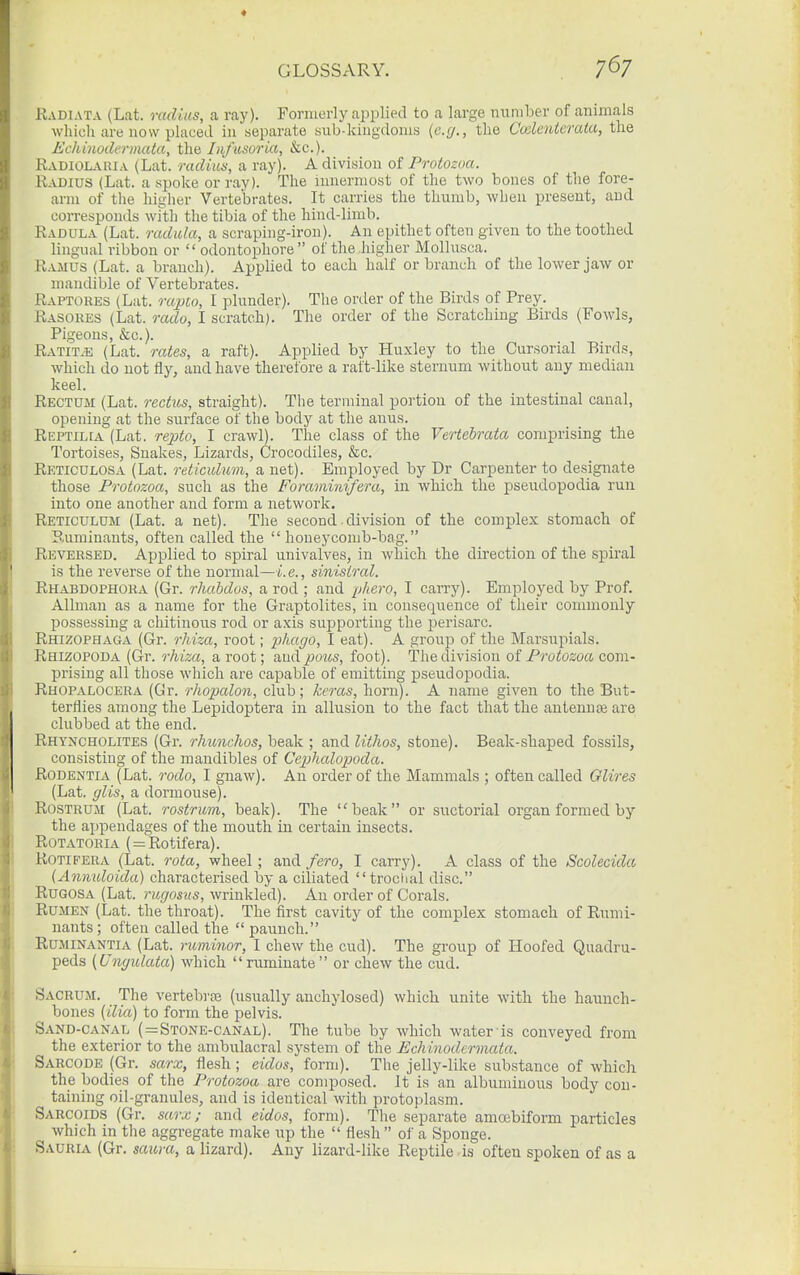 Radiata (Lat. radius, a ray). Formerly applied to a large number of animals which are now placed in separate sub-kingdoms {e.g., the Ccalcnterata, the Echinodermata, the Infusoria, &c.). Radioi^vhia (Lat. radius, a ray). A division of Protozoa. Radius (Lat. a spoke or ray). The innermost of the two bones of the fore- arm of the higlier Vertebrates. It carries the thumb, when present, and corresponds whh the tibia of the hind-limb. Radula (Lat. radula, a scraping-iron). An epithet often given to the toothed lingual ribbon or  odontophore  of the higher Mollusca. Ramus (Lat. a branch). Applied to each half or branch of the lower jaw or mandible of Vertebrates. Raptoues (Lat. o-apto, I plunder). The onler of the Birds of Prey. Rasores (Lat. rado, I scratch). The order of the Scratching Birds (Fowls, Pigeons, &c.). RATIT.E (Lat. rates, a raft). Applied by Huxley to the Cursorial Birds, which do not fly, and have therefore a raft-like sternum without any median keel. Rectum (Lat. rectus, straight). The terminal portion of the intestinal canal, opening at the surface of the body at the anus. Reptilia (Lat. re^^o, I crawl). The class of the Vertebrata comprising the Tortoises, Snakes, Lizards, Crocodiles, &c. Reticulosa (Lat. reticulum, a net). Employed by Dr Carpenter to designate those Protozoa, such as the Foraminifera, in which the psendopodia run into one another and form a network. Reticulum (Lat. a net). The second. division of the complex stomach of Ruminants, often called the  honeycomb-bag. Reversed. Applied to spiral univalves, in which the direction of the spiral is the reverse of the normal—i. e., sinistral. Rhabdophora (Gr. rhabdos, a rod ; and phero, I caiTy). Employed by Prof. Allman as a name for the Graptolites, in consequence of their commonly possessing a chitinous rod or axis supporting the perisarc. Rhizophaga (Gr. rhiza, root; phago, I eat). A group of the Marsupials. Rhizopoda (Gr. rhiza, a root; and pous, foot). The division oi Protozoa com- prising all those which are capable of emitting pseudopodia. Rhopalocera (Gr. rhopalon, club; keras, horn). A name given to the But- terflies among the Lepidoptera in allusion to the fact that the antennee are clubbed at the end. Rhyncholites (Gr. rhunchos, beak ; and lithos, stone). Beak-shaped fossils, consisting of the mandibles of Cejjhalopoda. Rodentia (Lat. rodo, I gnaw). An order of the Mammals ; often called Glires (Lat. glis, a dormouse). Rostrum (Lat. rostrum, beak). The beak or suctorial organ formed by the appendages of the mouth in certain insects. Rotatoria ( = Rotifera). ROTIFERA (Lat. rota, wheel; and fero, I carry). A class of the Scolecida (Annuloida) characterised by a ciliated trodial disc. RUGOSA (Lat. rugosus, wrinkled). An order of Corals. Rumen (Lat. the throat). The first cavity of the complex stomach of Riimi- nants ; often called the  paunch. RuMiNANTiA (Lat. ruminor, I chew the cud). The group of Hoofed Quadru- peds [Ungulata) which  ruminate  or chew the cud. Sacrum. The vertebrte (usually anchylosed) which unite with the haunch- bones (ilia) to form the pelvis. Sand-canal (=Stone-canal). The tube by which water is conveyed from the exterior to the ambulacral system of the Echinodermata. Sarcode (Gr. sarx, flesh; eidos, form). The jelly-like substance of which the bodies of the Protozoa are composed. It is an albuminous body con- taining oil-granules, and is identical with protoplasm. Sarcoids (Gr. sarx; and eidos, form). The separate amoebiform particles which in the aggregate make up the  flesh  of a Sponge. Sauria (Gr, saura, a lizard). Any lizard-like Reptile is often spoken of as a