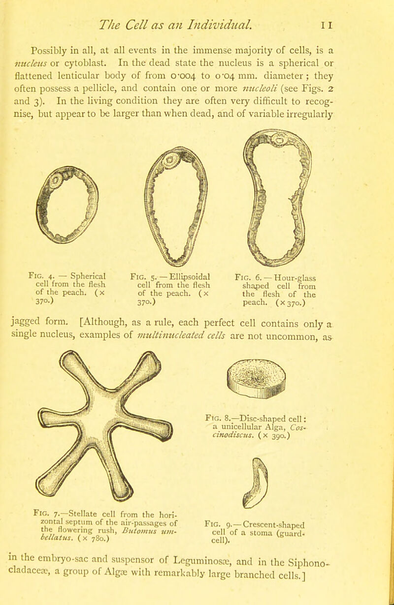 Possibly in all, at all events in the immense majority of cells, is a nucleus or cytoblast. In the dead state the nucleus is a spherical or flattened lenticular body of from 0-004 to 0-04 mm. diameter; they often possess a pellicle, and contain one or more micleoli (see Figs. 2 and 3). In the living condition they are often very difficult to recog- nise, but appear to be larger than when dead, and of variable irregularly Fig. 4. — Spherical Fig. 5. — Ellipsoidal Fig. 6. — Hour-glass cell from the flesh cell from the flesh shaped cell from of the peach. (x of the peach. (x the flesh of the 37°-) 370.) peach. (X370.) jagged form. [Although, as a rule, each perfect cell contains only a single nucleus, examples of multinucleated cells are not uncommon, as Fig. 8.—Disc-shaped cell: a unicellular Alga, Cos- cinodiscus. (x 390.) Fig. 7.—Stellate cell from the hori- zontal septum of the air-passages of the flowering rush, Butoiims iim- bellatus. ( x 780.) Fig. 9.—Crescent-shaped cell of a stoma (guard- cell). in the embryo-sac and suspensor of I.cgiiminosK, and in the Siphono- cladaceae, a group of Algas with remarkably large branched cells.]