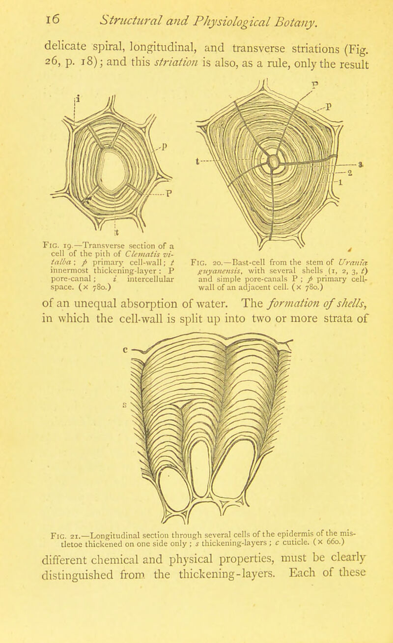 delicate spiral, longitudinal, and transverse striations (Fig. 26, p. 18); and this striation is also, as a rule, only the result Fig. 19.—Transverse section of a cell of the pith of Clematis vi- talba ; / primary cell-wall; i innermost thickening-layer : P pore-canal ; i intercellular space, (x 780.) Fig. 20.—Bast-cell from the stem of Uranta giiyanensis, with several shells (i, 2, 3, t) and simple pore-canals P ; / primary cell- wall of an adjacent cell, (x 780.) of an unequal absorption of water. The formation of shells, in which the cell-wall is split up into two or more strata of Fig. 21.—Longitudinal section through .several cells of the epidermis of the mis- tletoe thickened on one side only ; i- thickening-layers ; c cuticle. (x 660.) different chemical and physical properties, must be clearly distinguished from the thickening-layers. Each of these