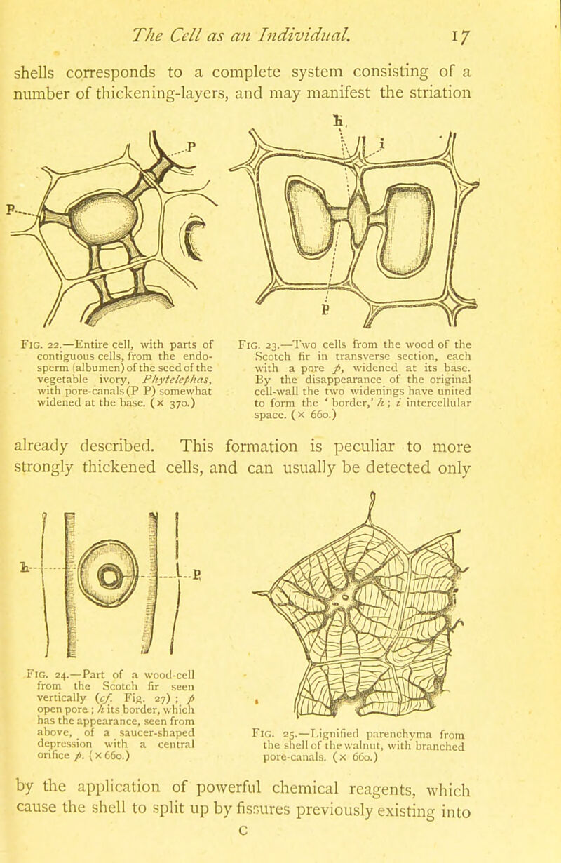 shells corresponds to a complete system consisting of a number of thickening-layers, and may manifest the striation Fig. 22.—Entire cell, with parts of Fig. 23.—Two cells from the wood of the already described. This formation is peculiar to more strongly thickened cells, and can usually be detected only contiguous cells, from the endo- sperm (albumen) of the seed of the vegetable ivory, Phytelephas, with pore-canals (P P) somewhat widened at the base, (x 370.) Scotch fir in transverse section, each with a pore widened at its base. By the disappearance of the original cell-wall the two widenings have united to form the ' border,' h; i intercellular space. ( X 660.) above, of a saucer-shaped depression with a central orifice p. (x66o.) Fig. 25.—Lignified p.irenchyma from the shell of the walnut, with branched pore-canals, (x 660.) by the application of powerful chemical reagents, which cause the shell to split up by fissures previously existing into c