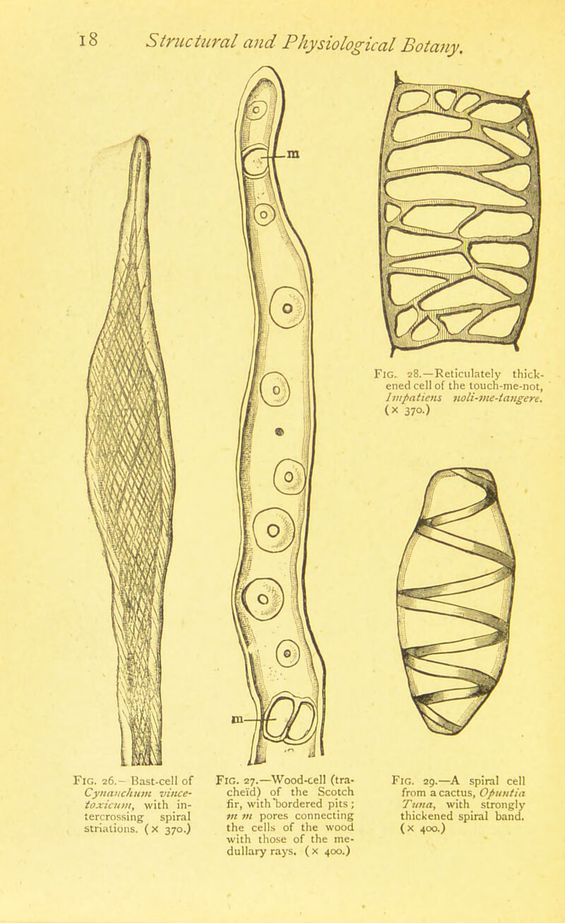 -xa 0 m- FlG. 28.—Reticulately thick- ened cell of the touch-me-not, I IIIf aliens 7ioli-vtc-iangere. (X 370-) Fig. 26.- Bast-cell of Cynanchum viiice- ioxiciiiii, with in- tercrossing spiral strialions. ( X 370.) Fig. 27.—Wood-cell (tra- cheVd) of the Scotch fir, with'bordered pits; m m pores connecting the cells of the wood with those of the me- dullary rays, (x 400.) Fig. 29.—A spiral cell from a cactus, Opuiitici Tuna, with strongly thickened spiral band. (X 400.)