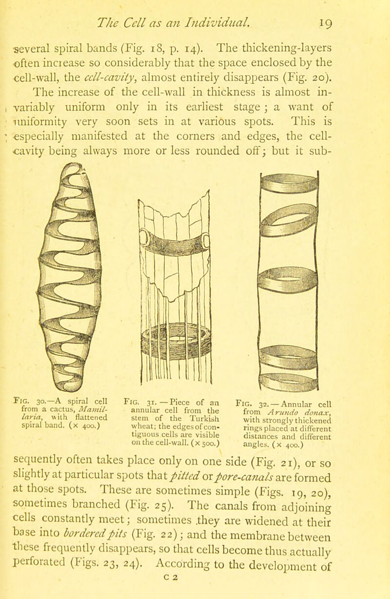 several spiral bands (Fig. 18, p. 14). The thickening-layers often inciease so considerably that the space enclosed by the cell-wall, the cell-cavity, almost entirely disappears (Fig. 20). The increase of the cell-wall in thickness is almost in- variably uniform only in its earliest stage ; a want of uniformity very soon sets in at various spots. This is •especially manifested at the corners and edges, the cell- cavity being always more or less rounded off; but it sub- FiG. 30.—A spiral cell from a cactus, Maiiiil- laria, w ilh flattened spiral band, (x 400.) Fig. 31.—Piece of an annular cell from the stem of the Turkish wheat; the edges of con- tiguous cells are visible on the cell-wall, (x 500.) Fig. 32. — Annular cell from A rumio donax, with strongly thickened rings placed at different distances and different angle:>. ( x 400.) sequently often takes place only on one side (Fig. 21), or so slightly at particular spots that pitkd or pore-canals are formed at those spots. These are sometimes simple (Figs. 19,20), sometimes branched (Fig. 25). The canals from adjoining cells constantly meet; sometimes .they are widened at their base into bordered pits (Fig. 22); and the membrane between tliese frequently disappears, so that cells become thus actually perforated (Figs. 23, 24). According to the development of c 2