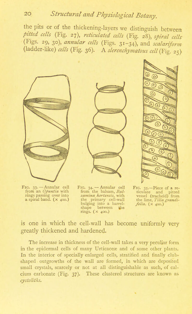 the pits or of the thickening-layers we distinguish between pitted cells (Fig. 27), reticulated cells (Fig. 28), spiral cells (Figs. 29, 30), amitilar cells (Figs. 31-34), and scalariform (ladder-like) cells (Fig. 36). A slerejichymatous f<?//(Fig. 25) Fig. 33.—Annular cell from an Opuntia with rings passing over into a spiral band, (x 400.) Fig. 34. — Annular cell from the balsam, Bal- samina hortensis, with the primary cell-wall bulging into a barrel- shape between rings. ( X 400.) Fig. 35.—Piece of a re- ticulate and pitted vessel (tracheid) from the lime, Tilia gratidi- folia. (x 400.) is one in which the cell-wall has become uniformly very greatly thickened and hardened. The increase in thickness of the cell-wall takes a very peculiar form in the epidermal cells of many Urlicacece and of some other plants. In the interior of specially enlarged cells, stratified and finally club- shaped outgrowths of the wall are formed, in which are deposited small crystals, scarcely or not at all distinguishable as such, of cal- cium carbonate (Fig. 37). These clustered structures are known as cystoliths.