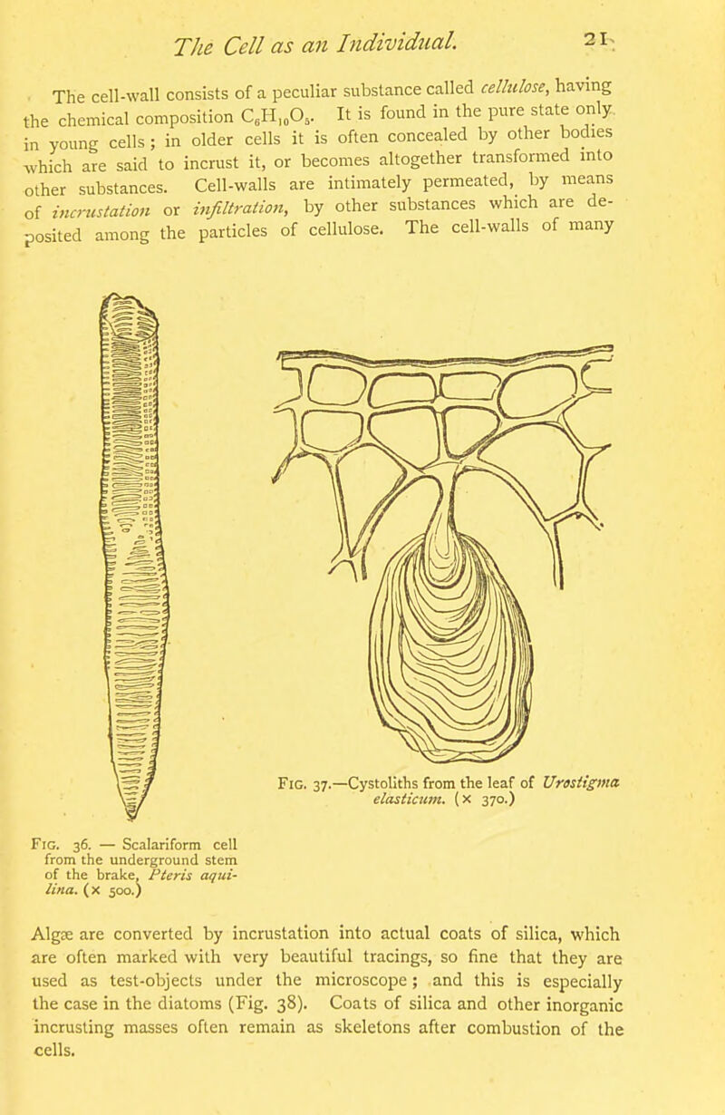 The cell-wall consists of a peculiar substance called cellulose, having the chemical composition C,H,„0,. It is found in the pure state only, in young cells ; in older cells it is often concealed by other bodies which are said to incrust it, or becomes altogether transformed into other substances. Cell-walls are intimately permeated, by means of incrustation or infiltration, by other substances which are de- posited among the particles of cellulose. The cell-walls of many Fig. 37.—Cystoliths from the leaf of Urastigma elasticiim. (x 370.) Fig. 36. — Scalariform cell from the underground stem of the brake, Pteris aqui- Una. (x 500,) Algse are converted by incrustation into actual coats of silica, which are often marked with very beautiful tracings, so fine that they are used as test-objects under the microscope; and this is especially the case in the diatoms (Fig. 38). Coats of silica and other inorganic incrusting masses often remain as skeletons after combustion of the cells.