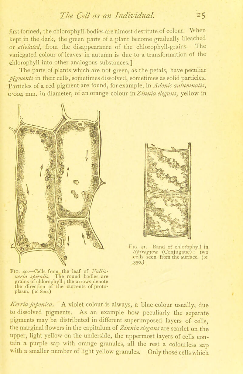 first formed, the chlorophyll-bodies are almost destitute of colour. When kept in the dark, the green parts of a plant become gradually bleached or etiolated, from the disappearance of the chlorophyll-grains. The variegated colour of leaves in autumn is due to a transformation of the chlorophyll into other analogous substances.] The parts of plants which are not green, as the petals, have peculiar tigments in their cells, sometimes dissolved, sometimes as solid particles. Particles of a red pigment are found, for example, in Adonis aiUumnalis, 0-004 ^i^^- '^ diameter, of an orange colour m Zinnia elcgans, yellow^ in Fig. 40.—Cells from the leaf of Vallis- ncria spiralis. The round bodies are grains of chlorophyll ; the arrows denote the direction of the currents of proto- plasm, (x 800.) Kerria japonica. A violet colour is always, a blue colour usually, due to dissolved pigments. As an example how peculiarly the separate pigments may be distributed in different superimposed layers of cells, the marginal flowers in the capitulum of Zinnia elegans are scarlet on the upper, light yellow on the underside, the uppermost layers of cells con- tain a purple sap with orange granules, all the rest a colourless sap with a smaller number of light yellow granules. Only those cells which